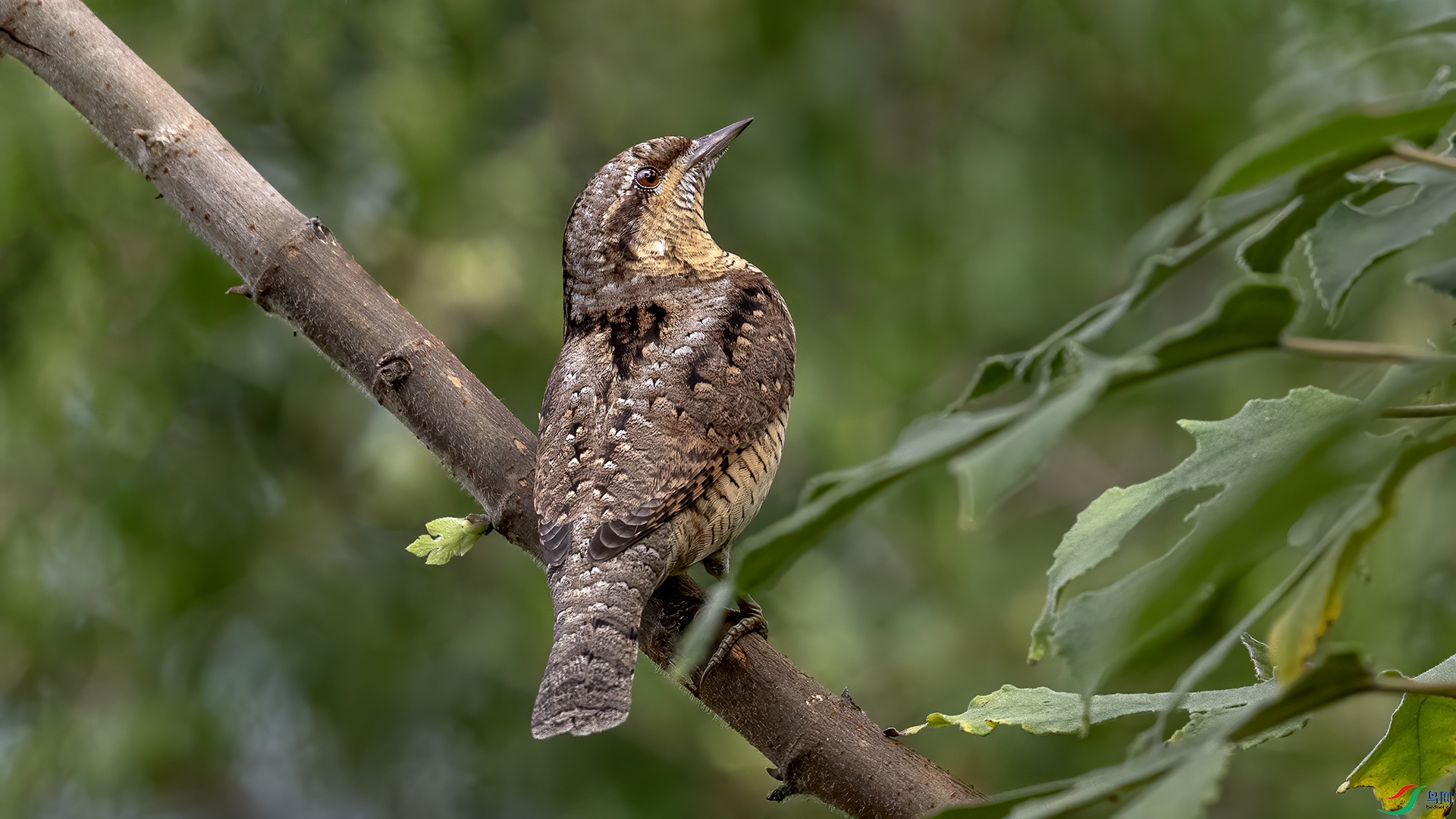 DSC_1673-.jpg