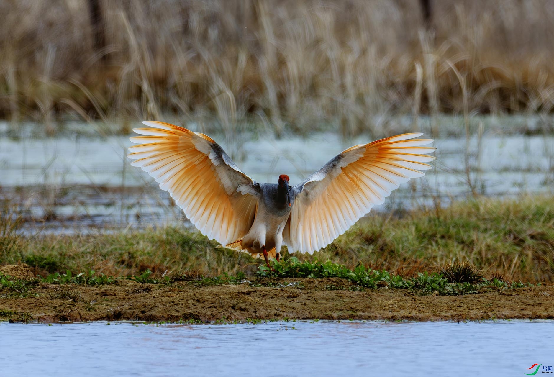 ���߹���