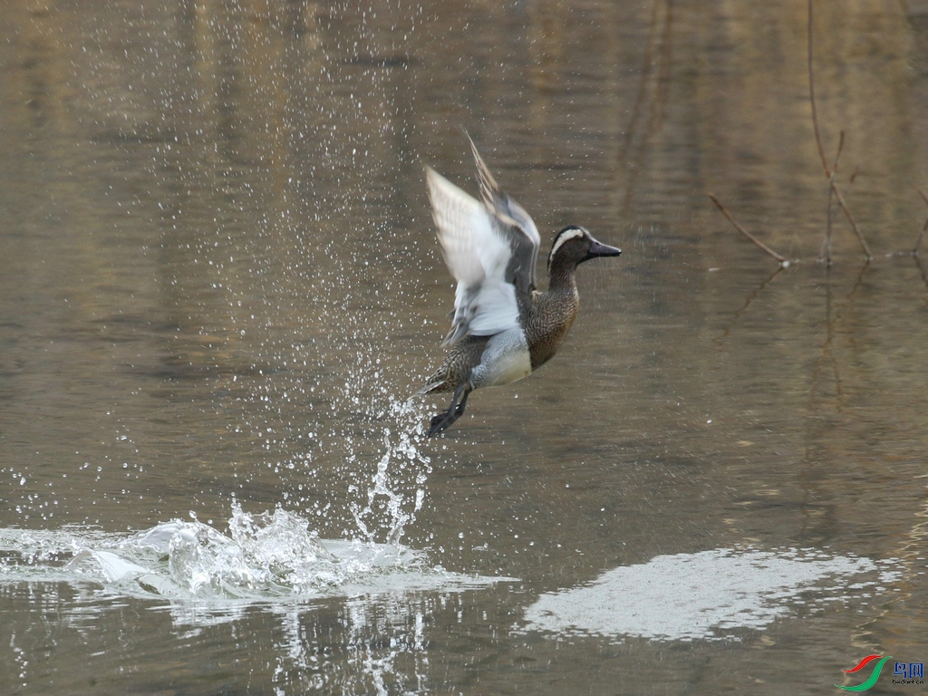 DSC20240306258.jpg