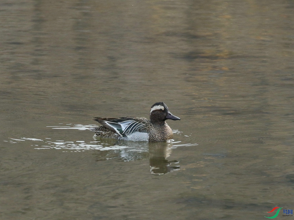 DSC20240306252.jpg