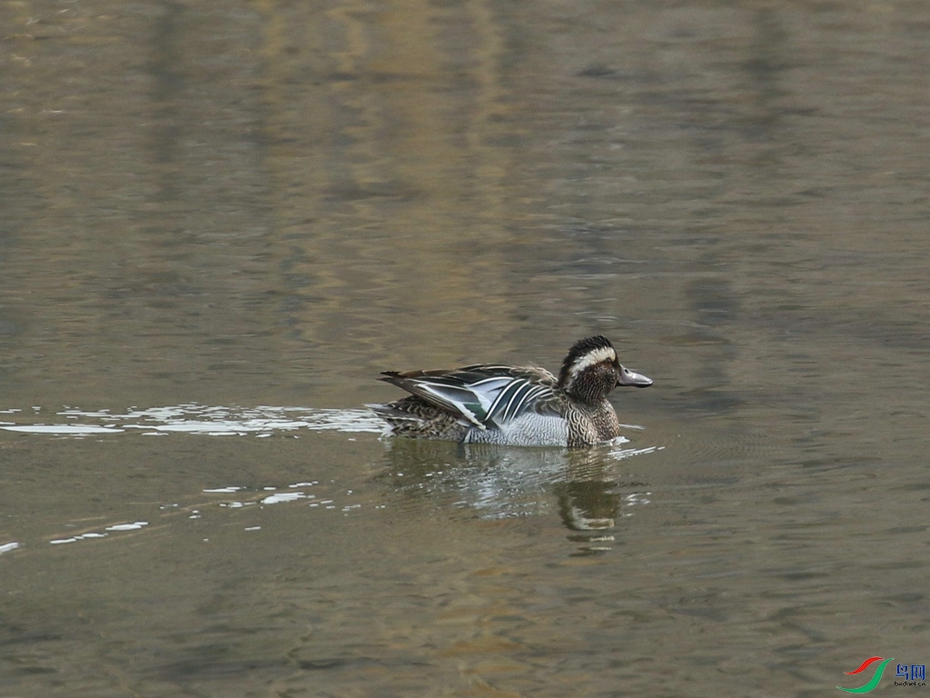 DSC20240306236.jpg