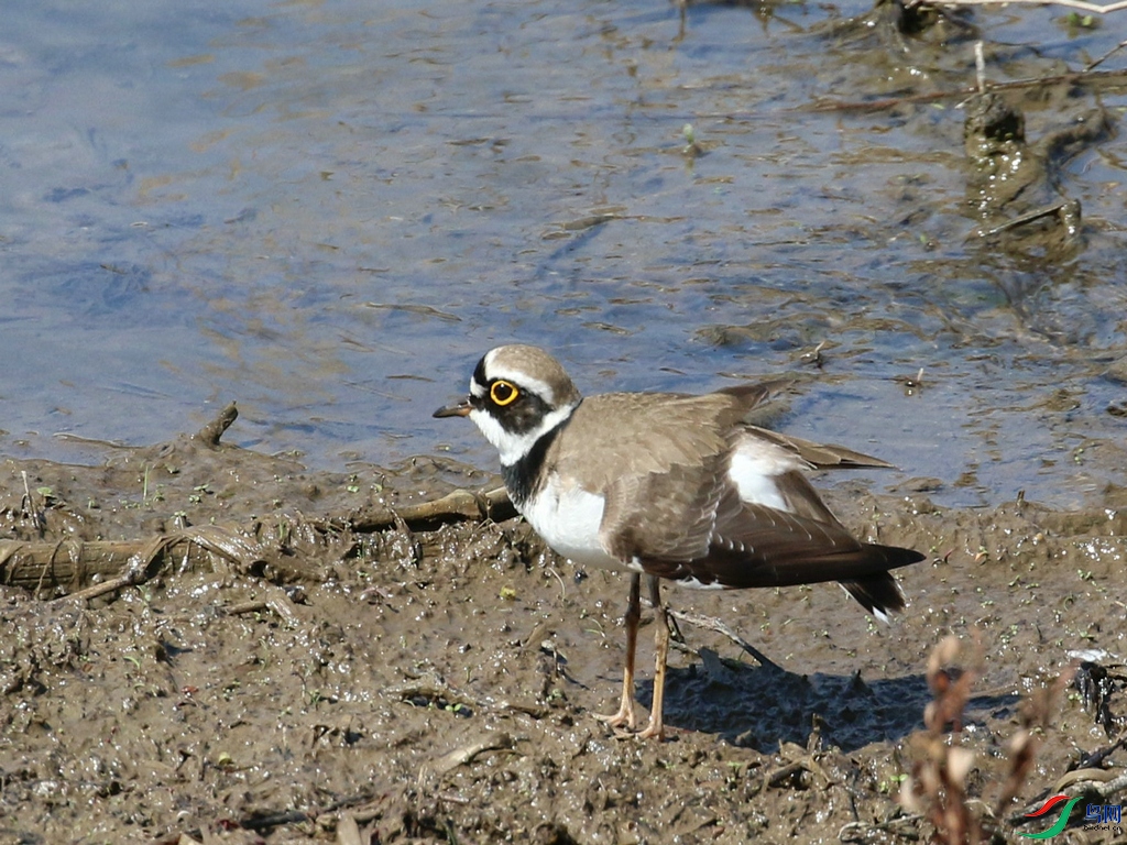 DSC20240326180.jpg