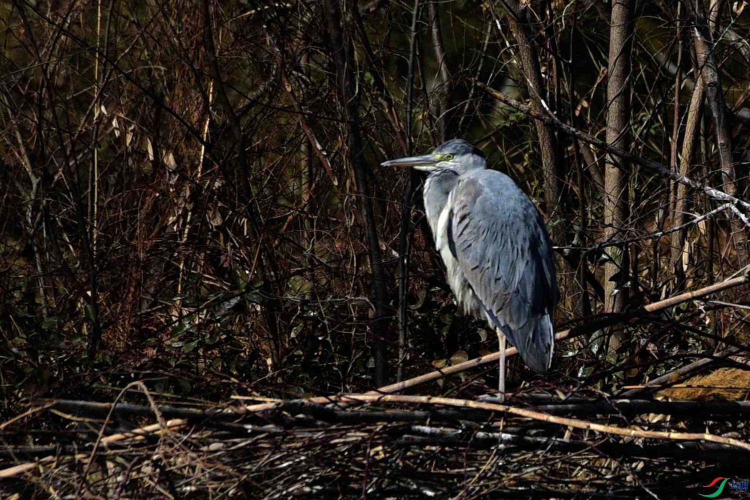 DSC_0015.JPG