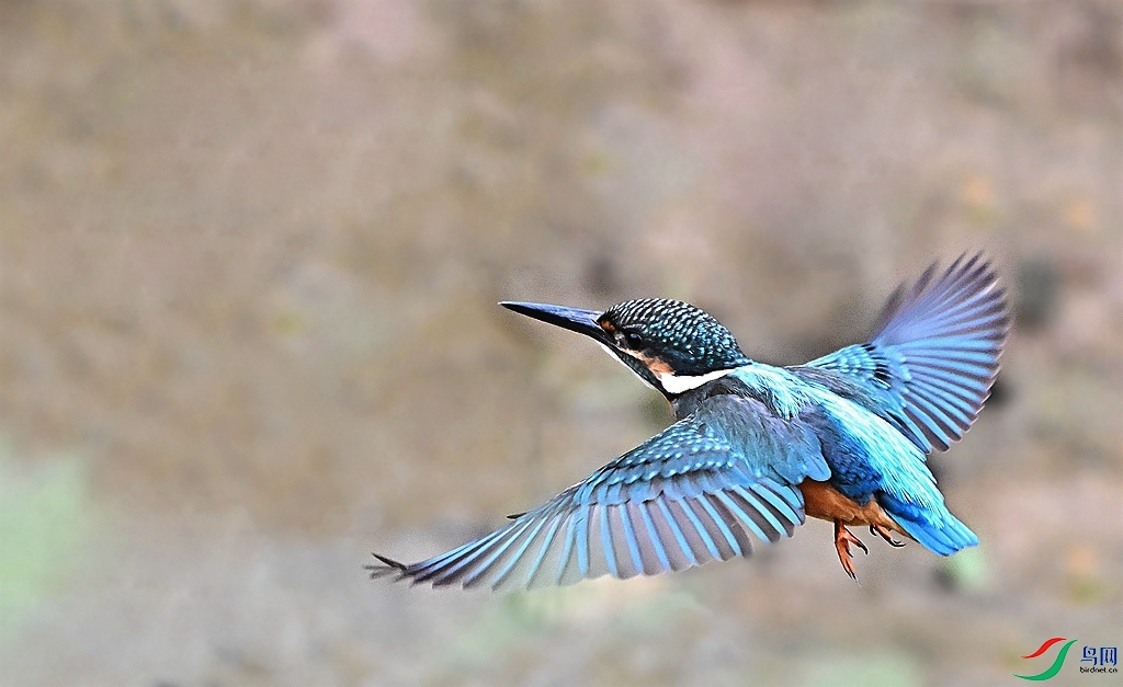 DSC_6629.JPG