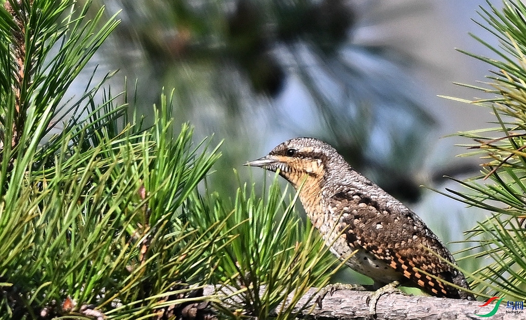DSC_4362.JPG