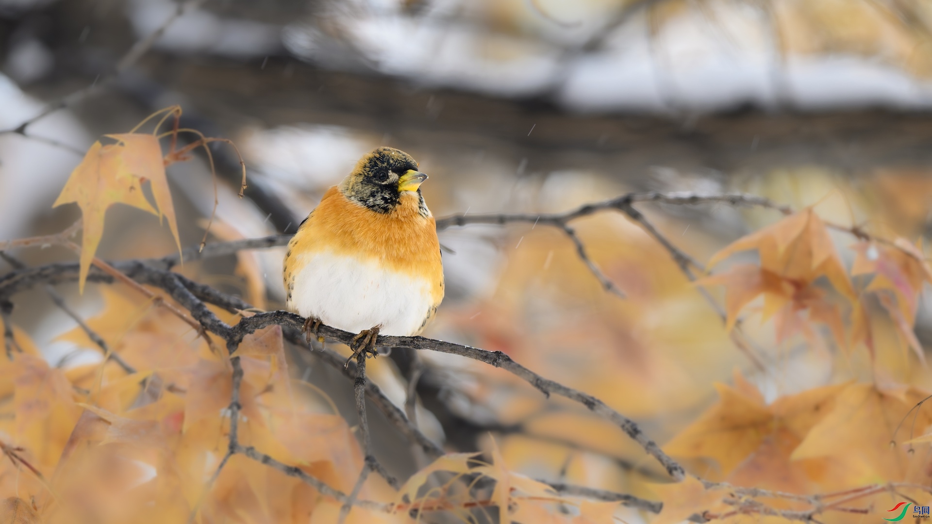 1_DSC7680-����ǿ-NR ����.jpeg