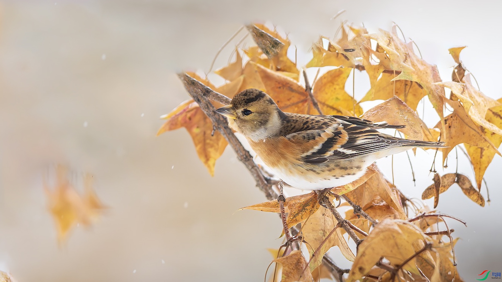 1_DSC7952-����ǿ-NR ���� 2.jpeg