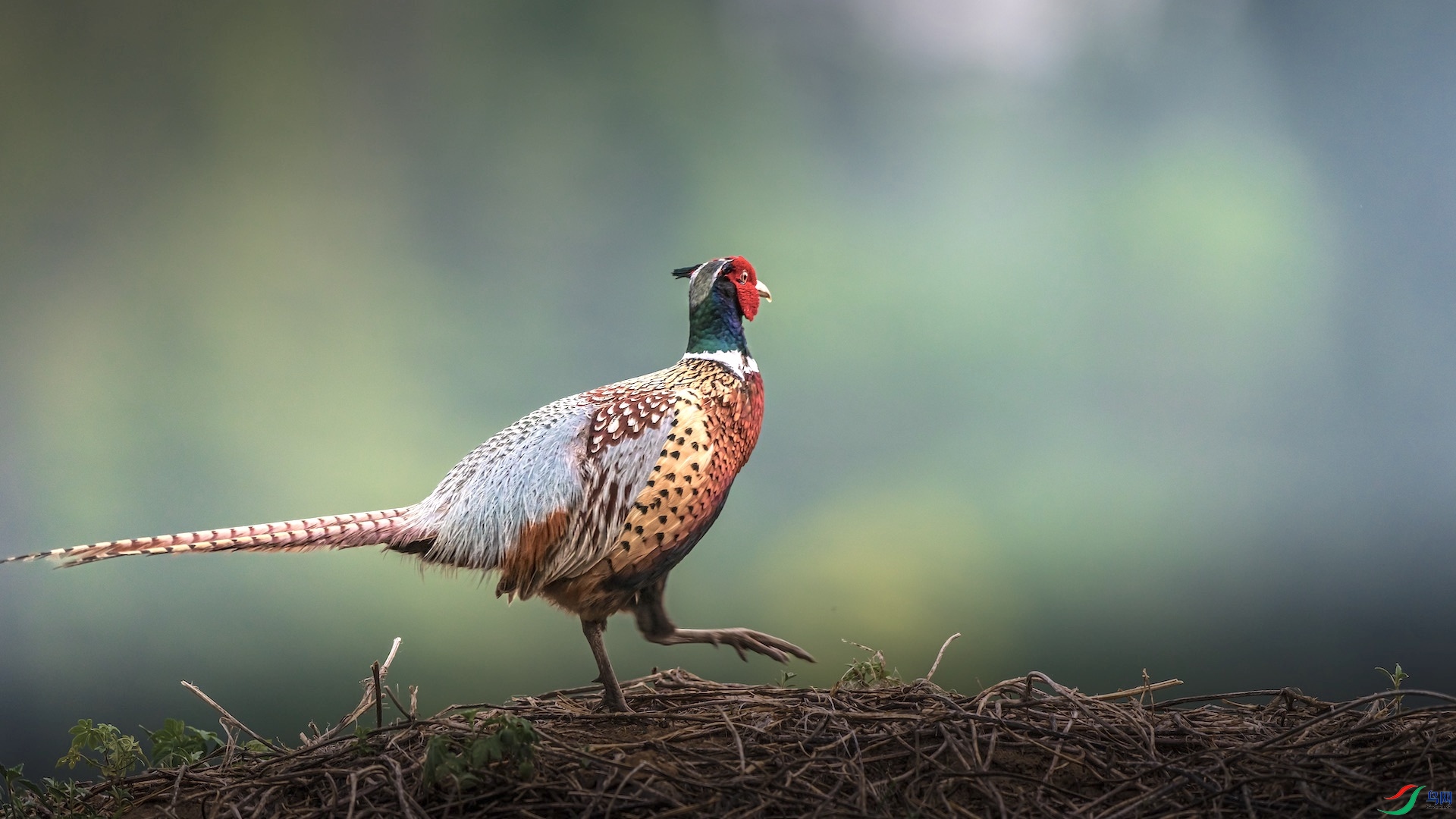 1XXI_2675 ����.jpeg