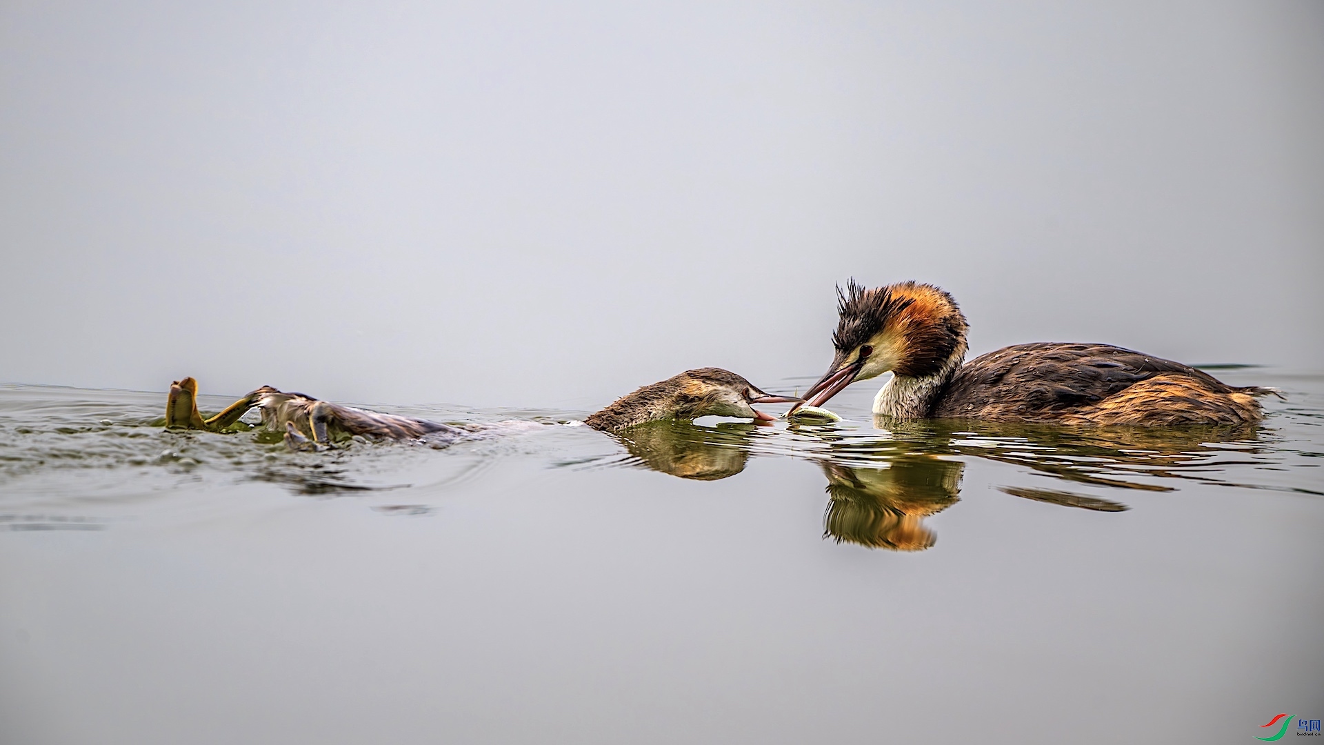 1XXL_5405-����ǿ-NR ����.jpeg