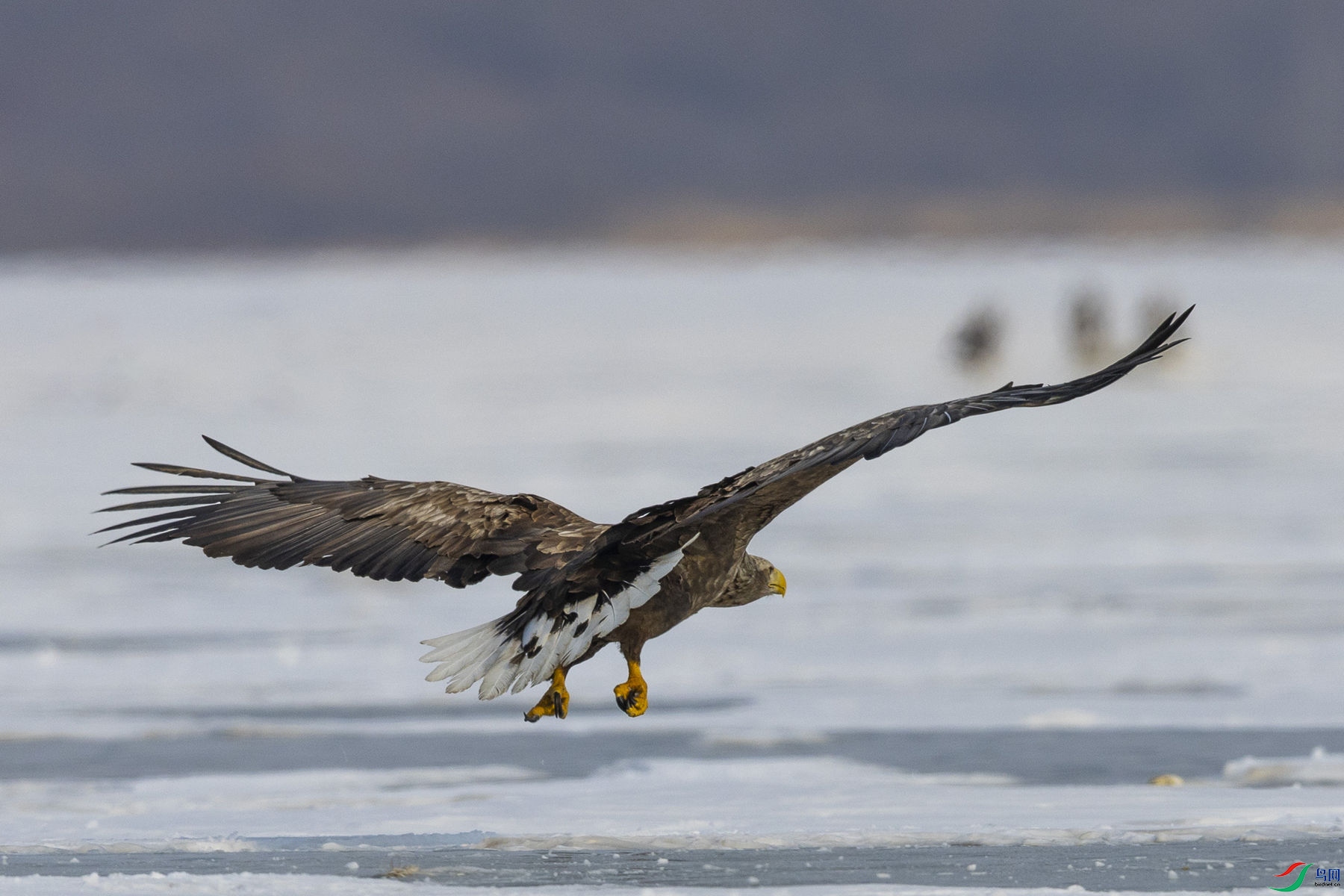 ��β����