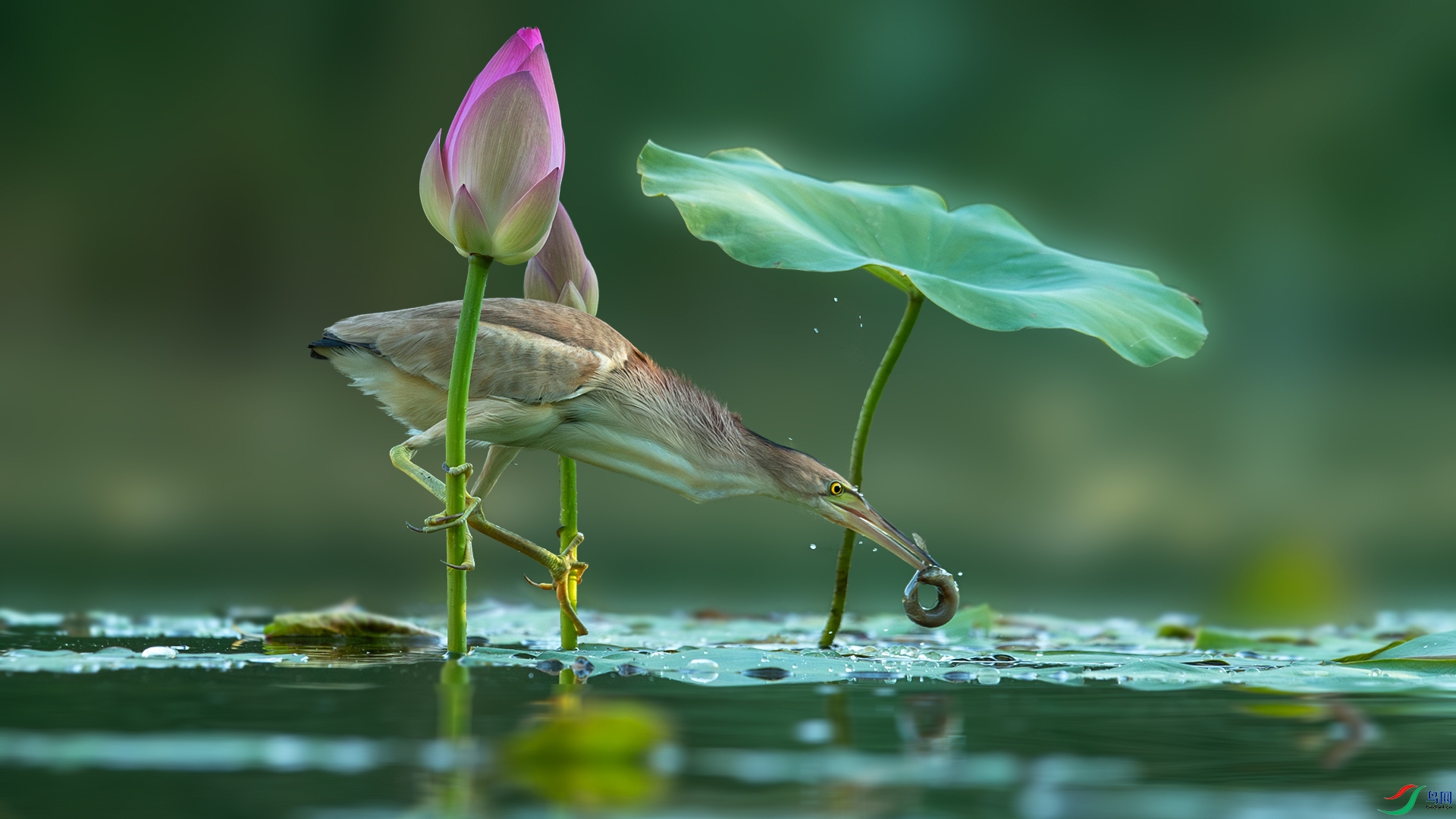 DSC_8728-����ǿ-NR.jpg