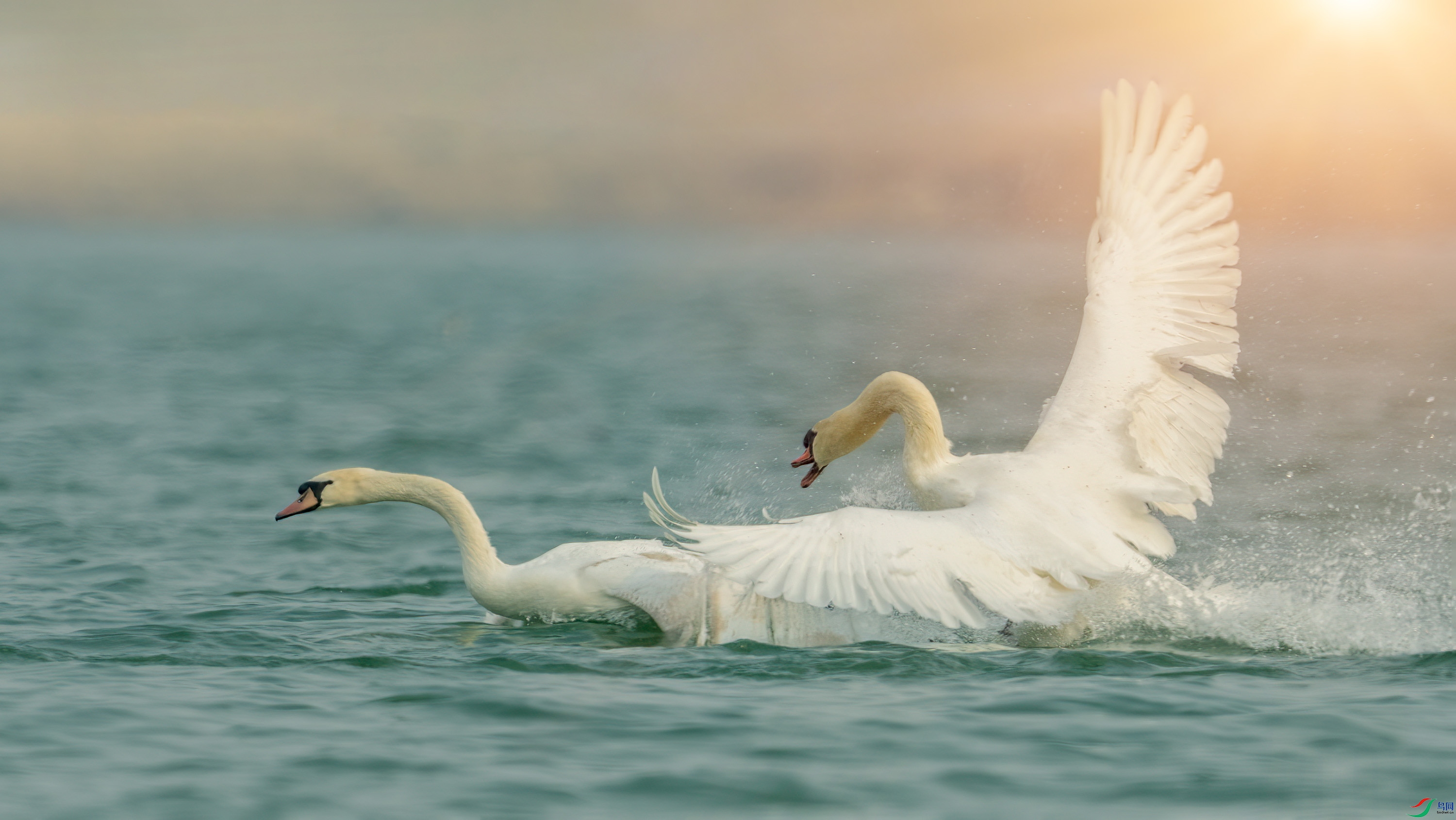 DSC02504 ����.jpg