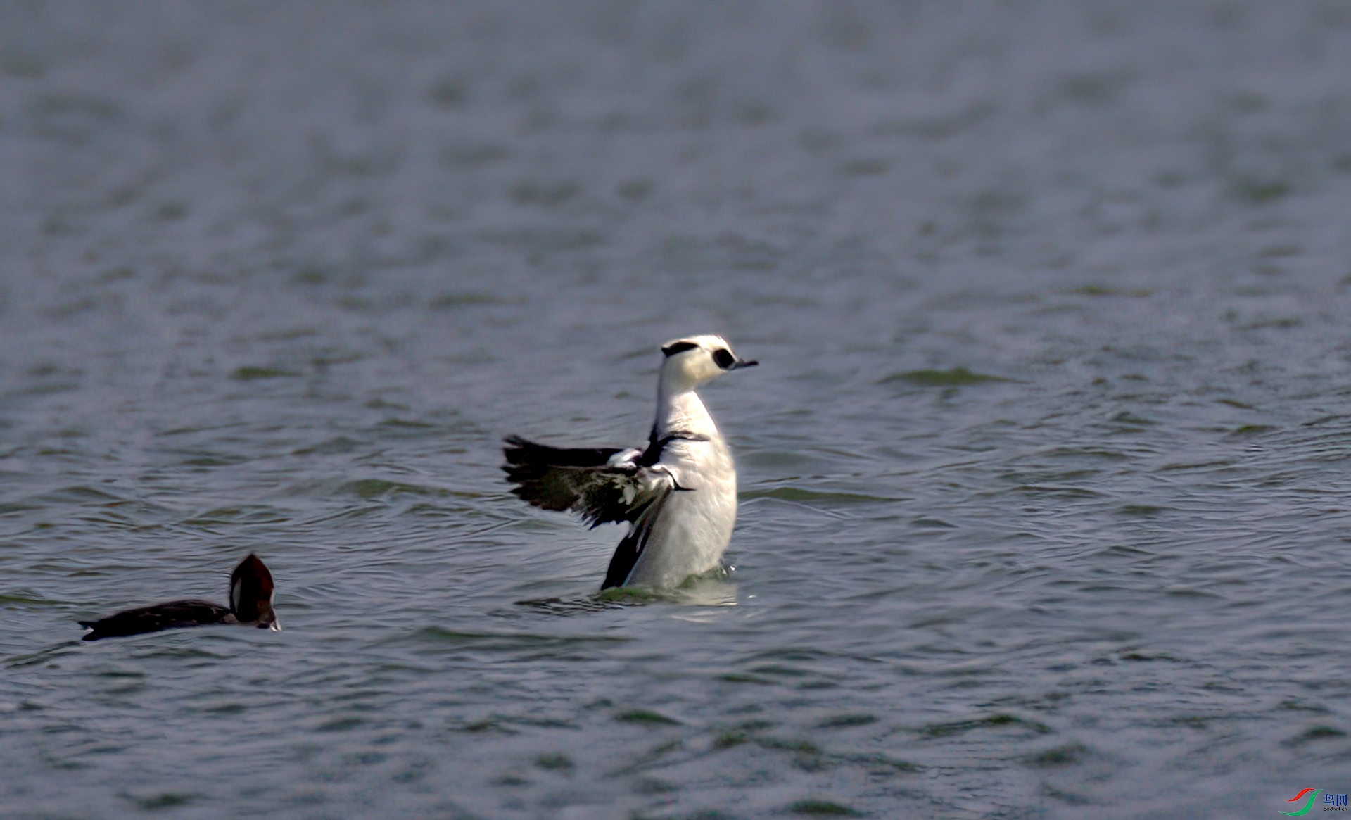 407A6430-Sh----1 .jpg