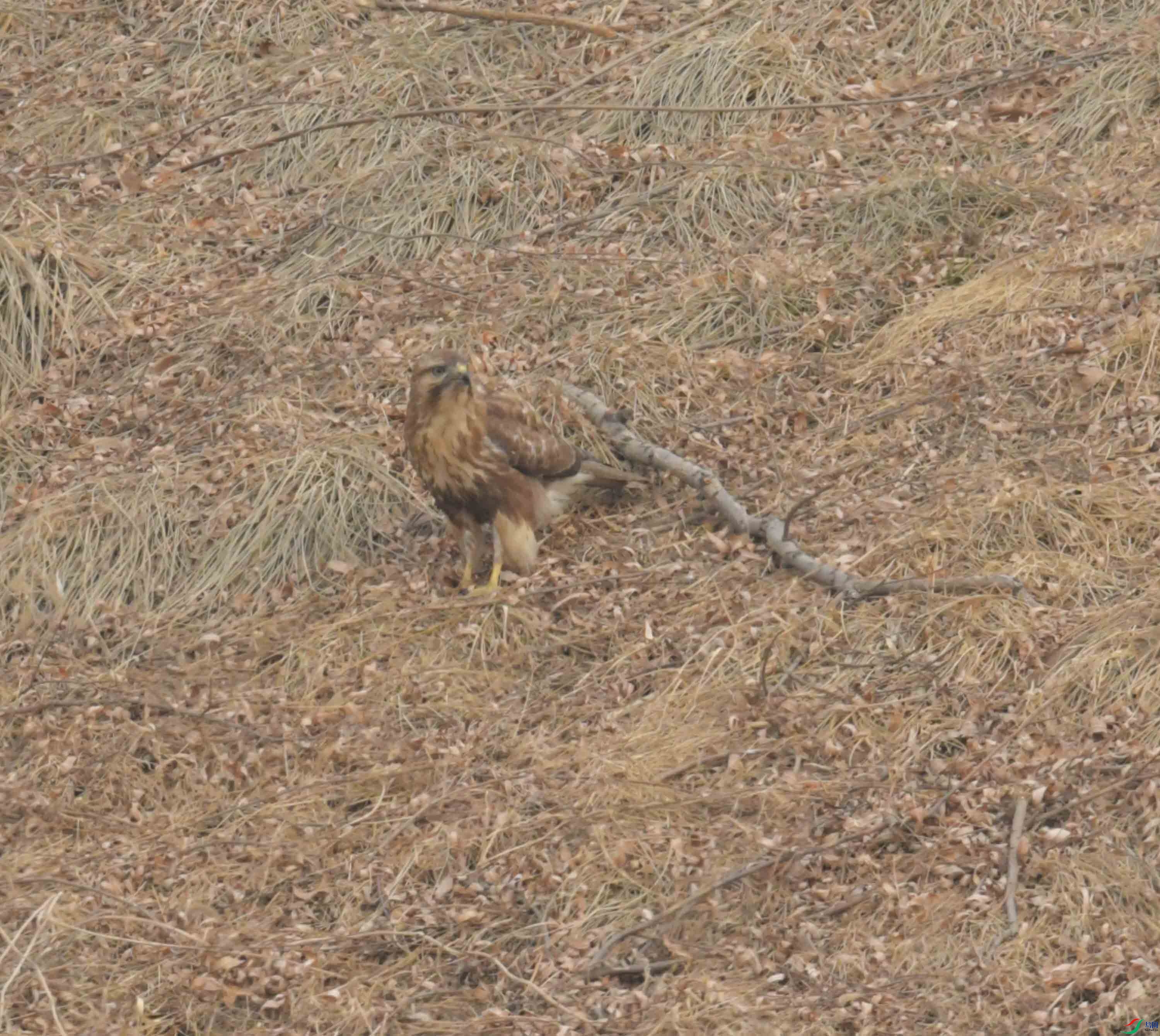 DSC_2666.JPG