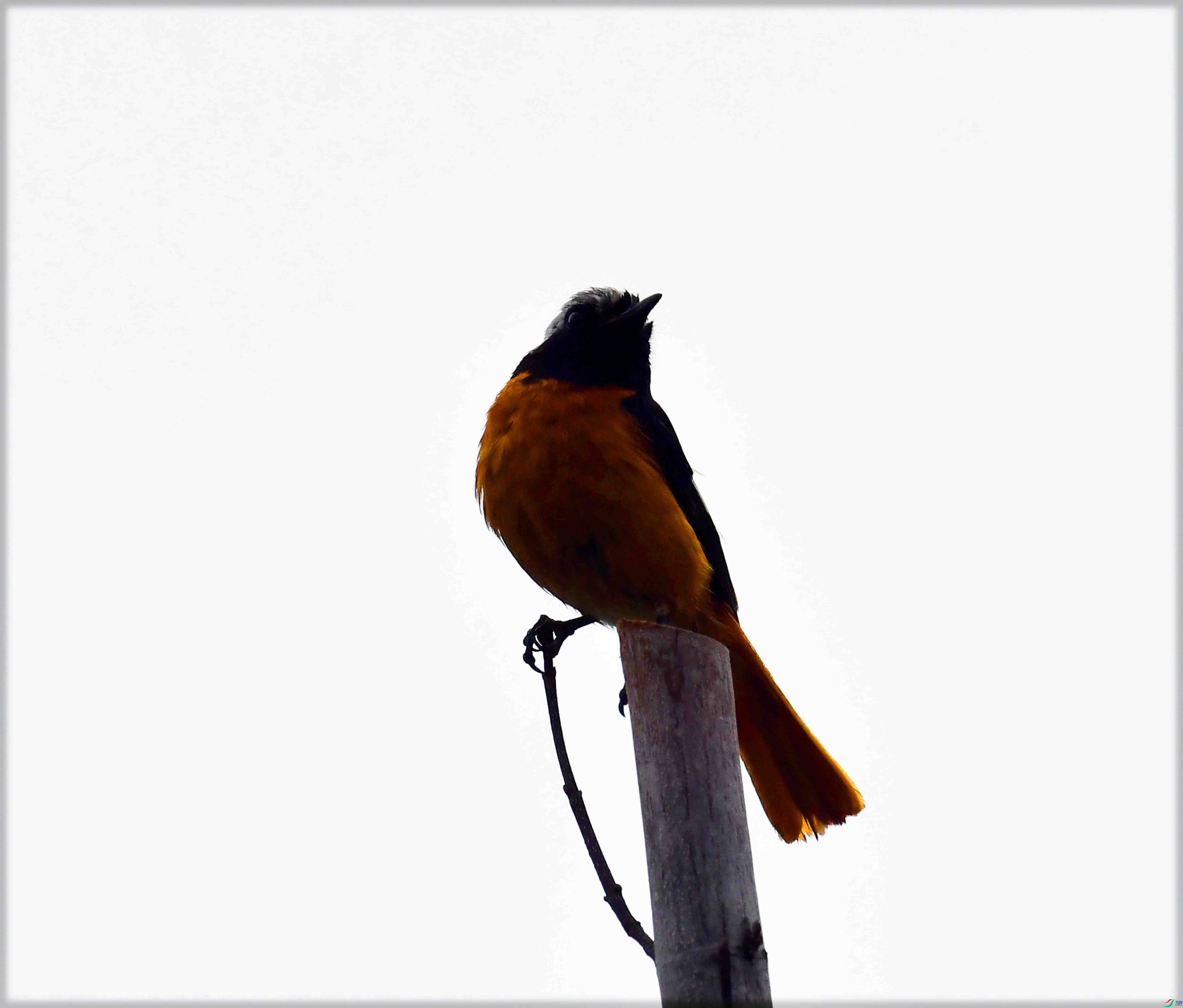 DSC_3466.JPG
