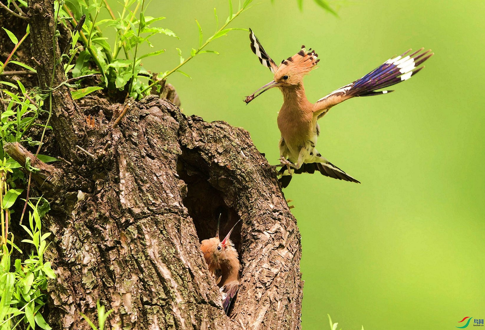 ������赸��