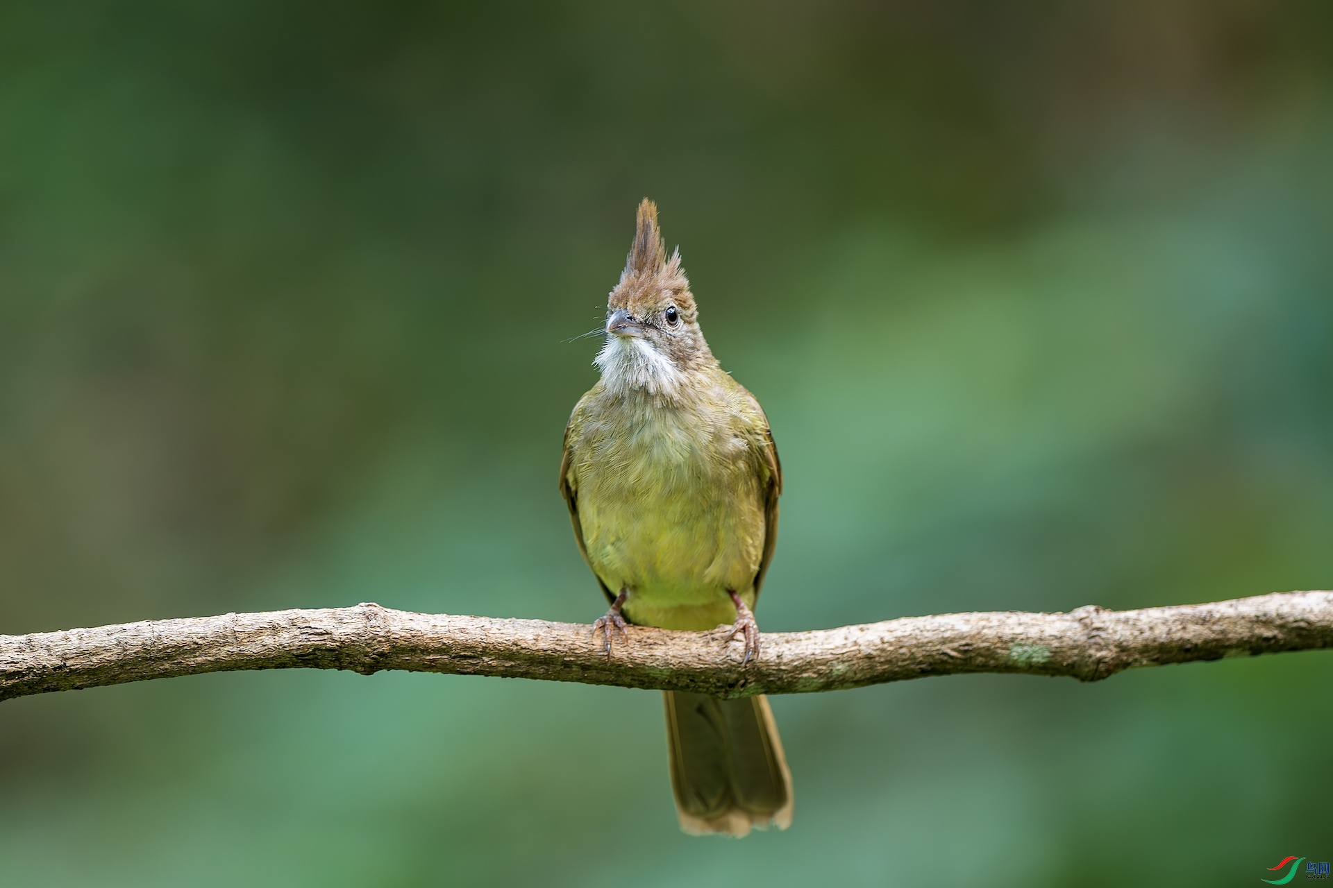 1_XXL7300-����ǿ-NR ����.jpeg