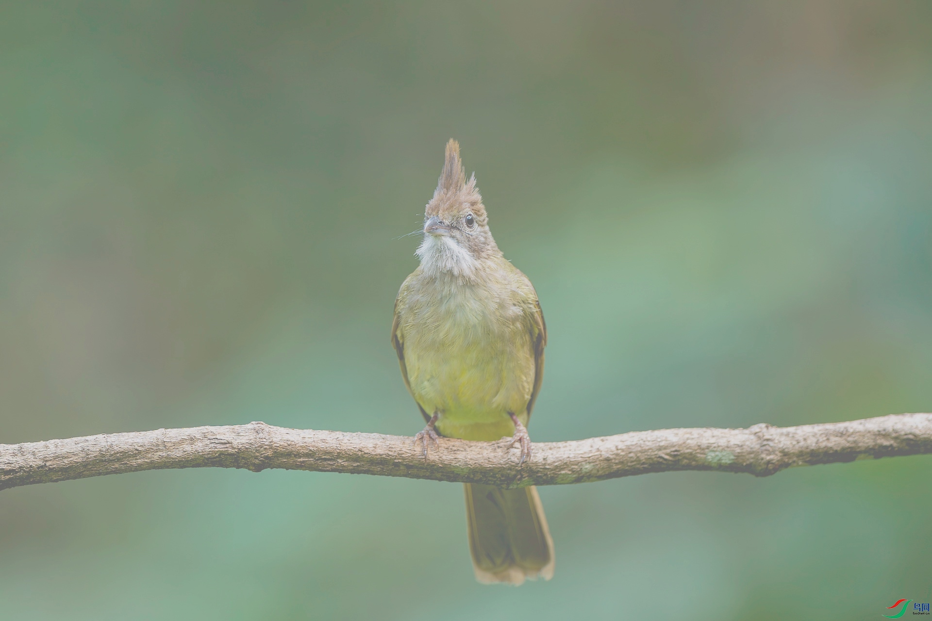 1_XXL7300-����ǿ-NR ����-1.jpeg