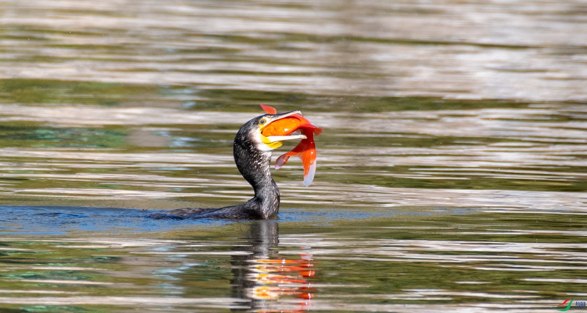 DSC_5977.jpg