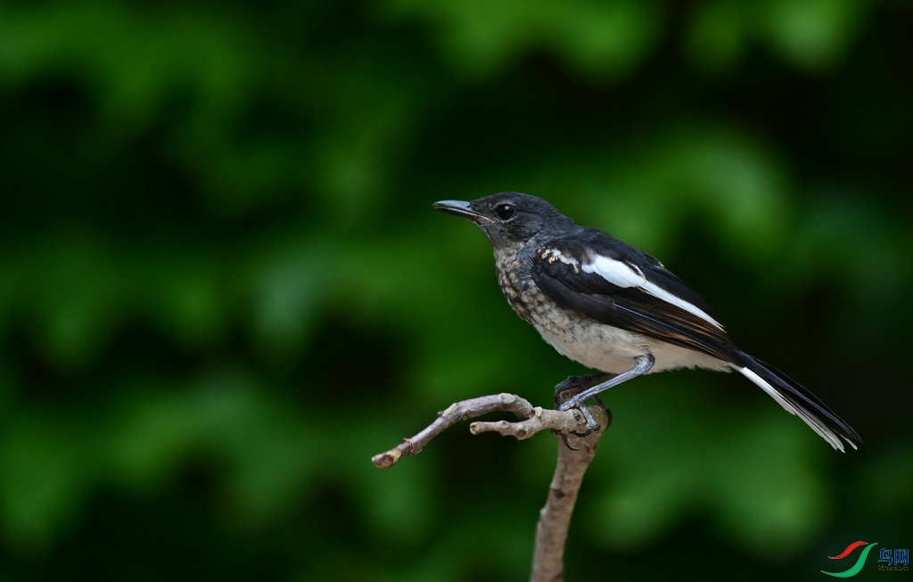 DSC_2426_����.jpg