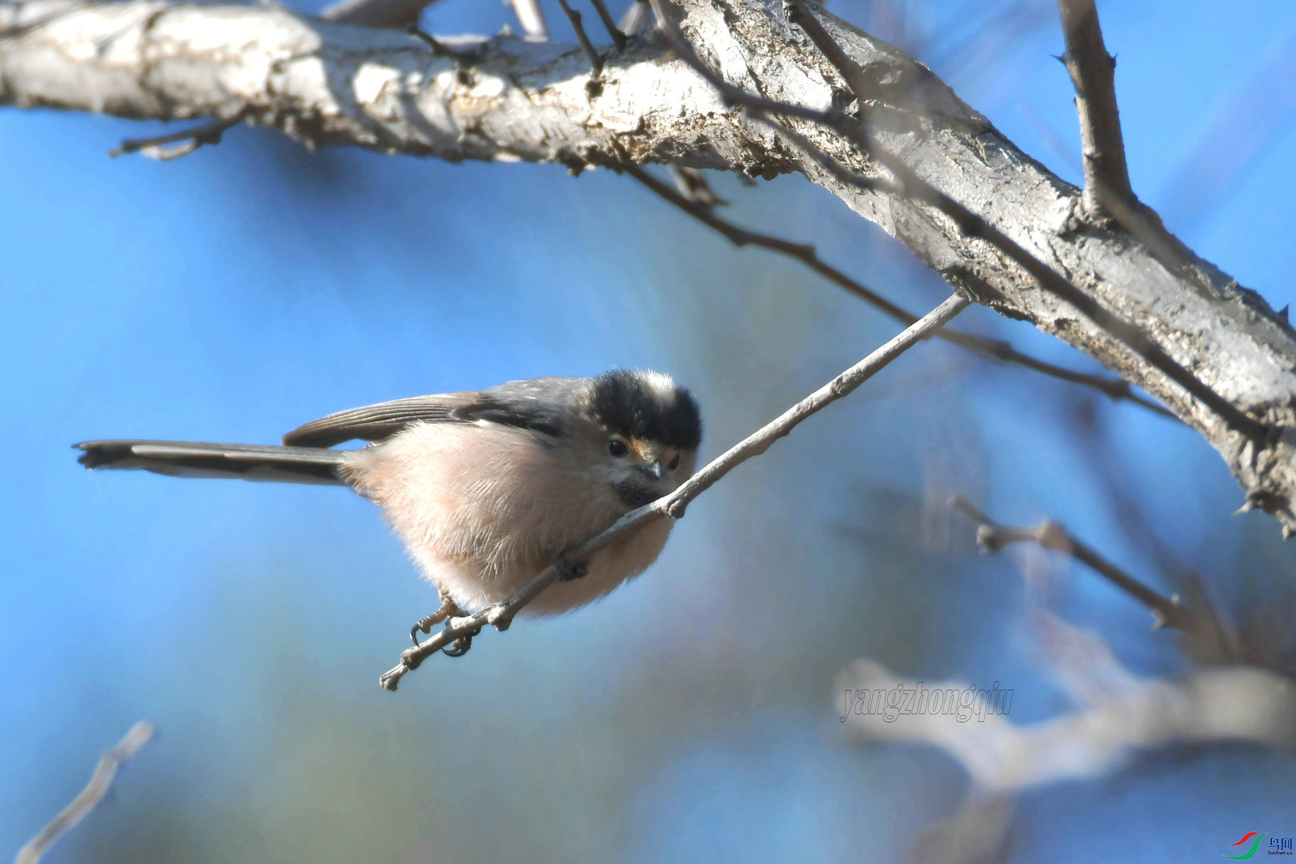 ������βɽȸ