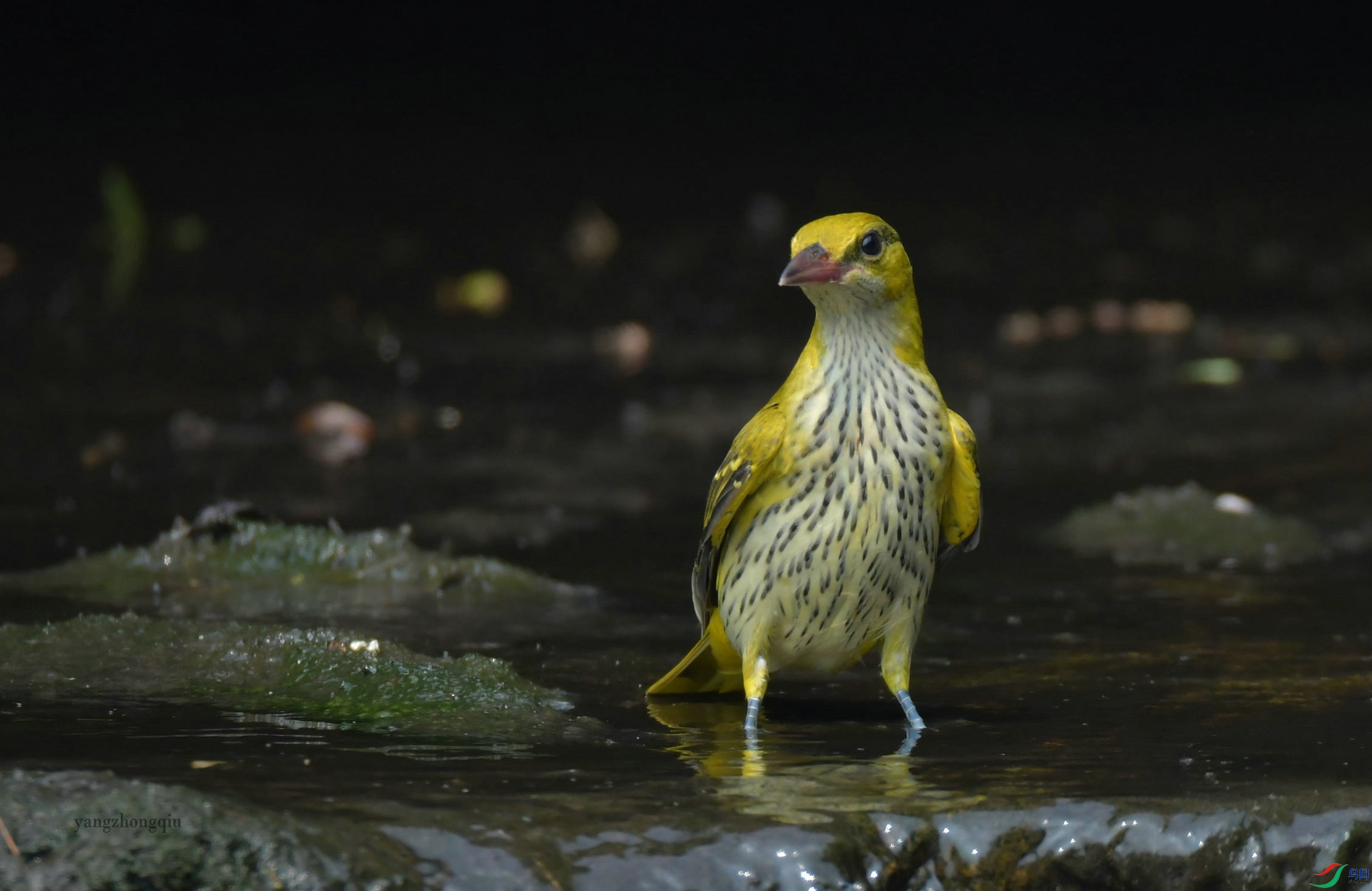 ������ǳ�