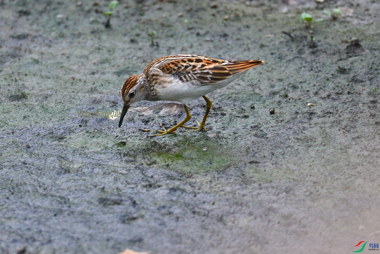 ��ֺ����