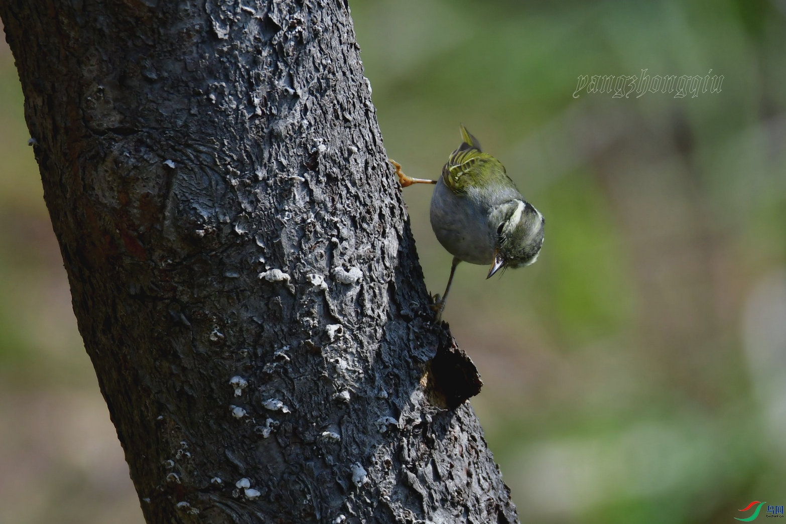 ������ݺ