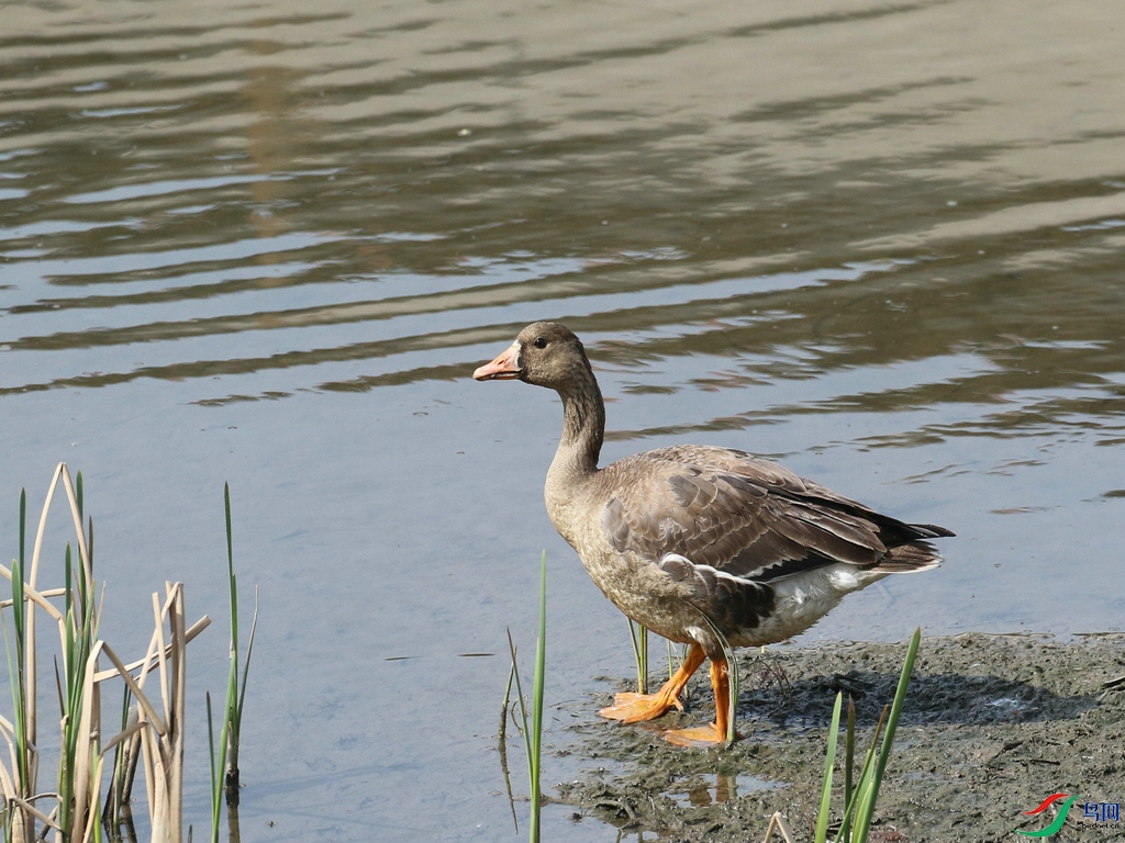 DSC20240330041.jpg