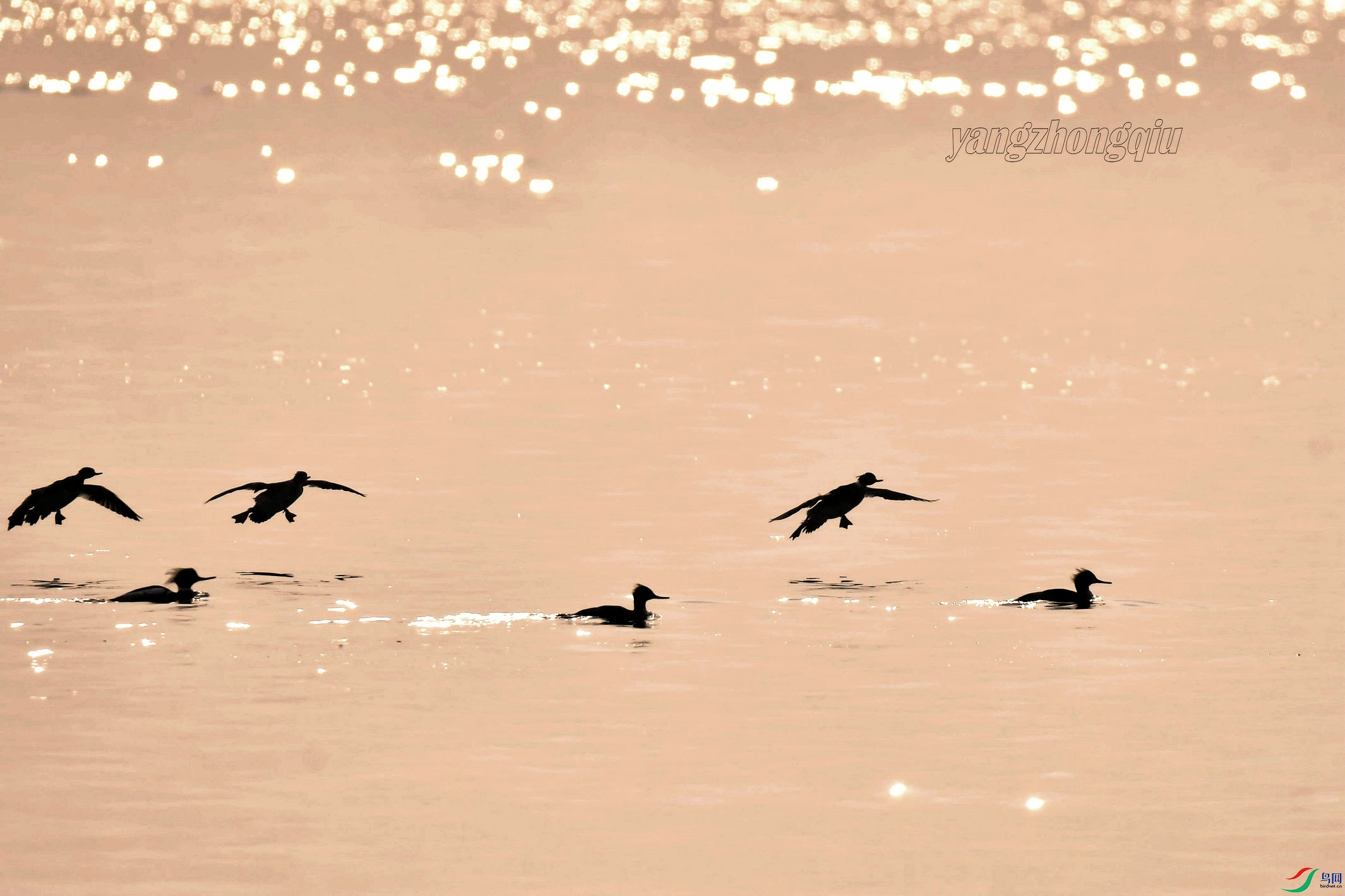 ������ɳѼ