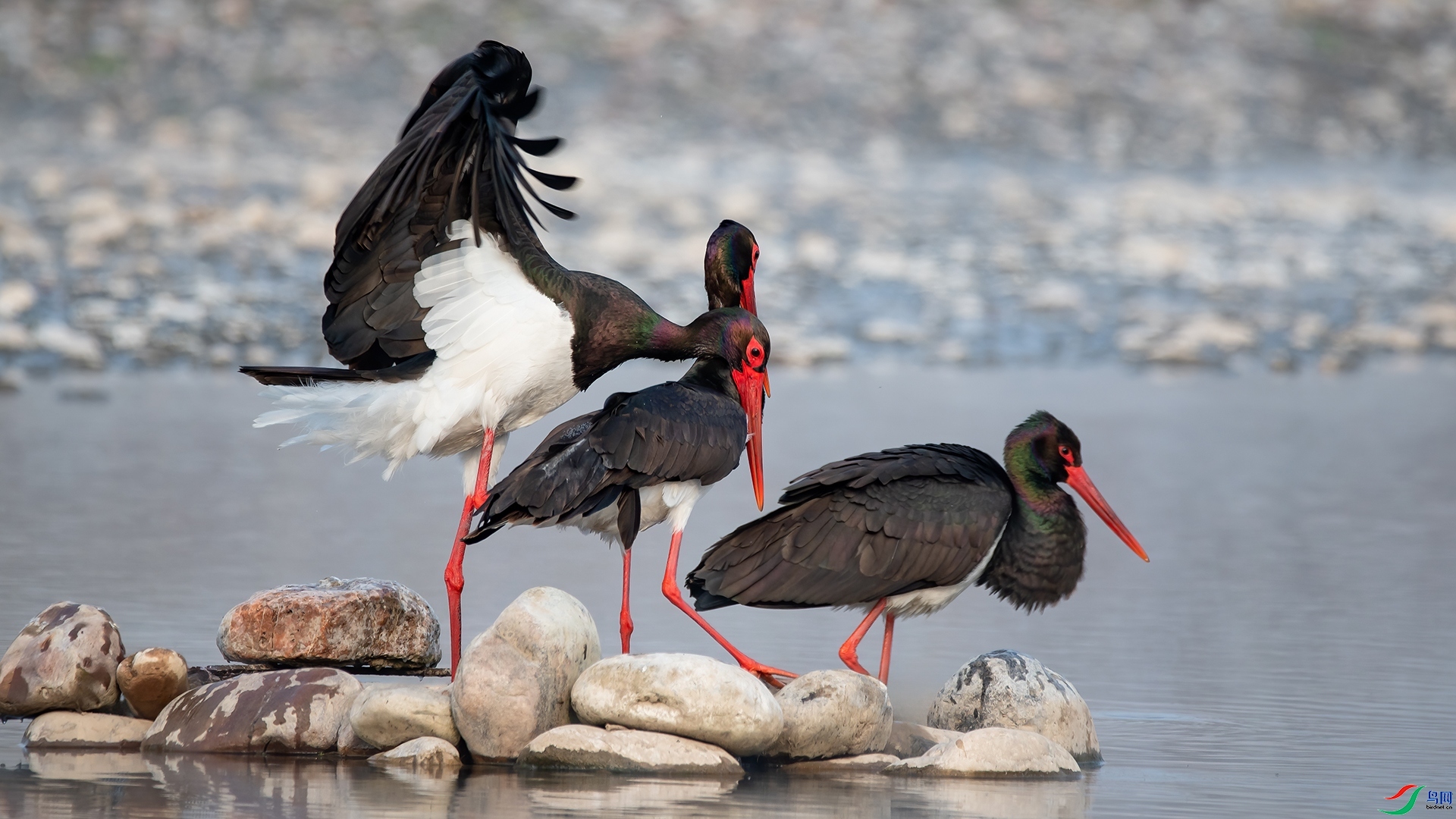 8.19����ͥԺ��ʦ��Ʒ   ���٣�ף�ؼ����ٻ����Ѿ�����.jpg