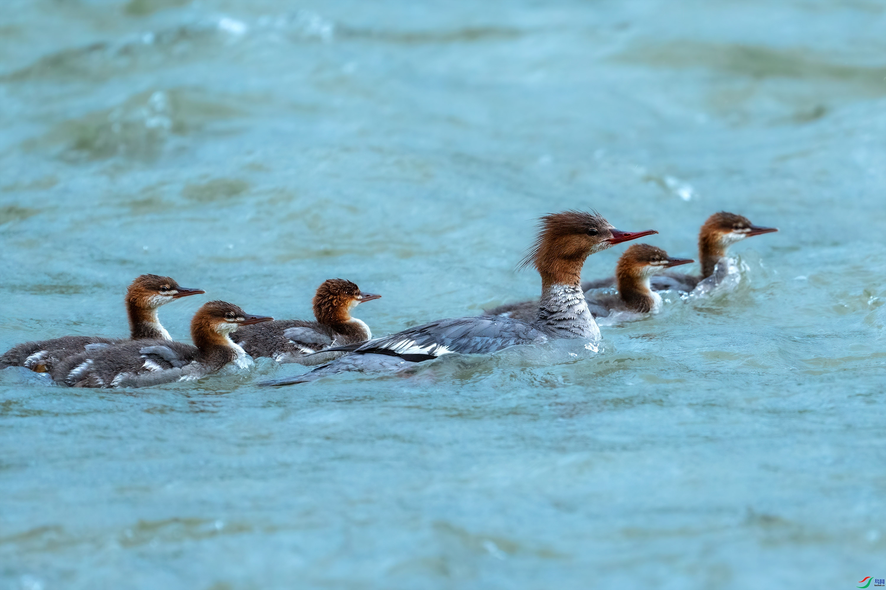 8.19����������ʦ��Ʒ   �����½���ף�ؼ����ٻ���Ӱʦ����).jpg