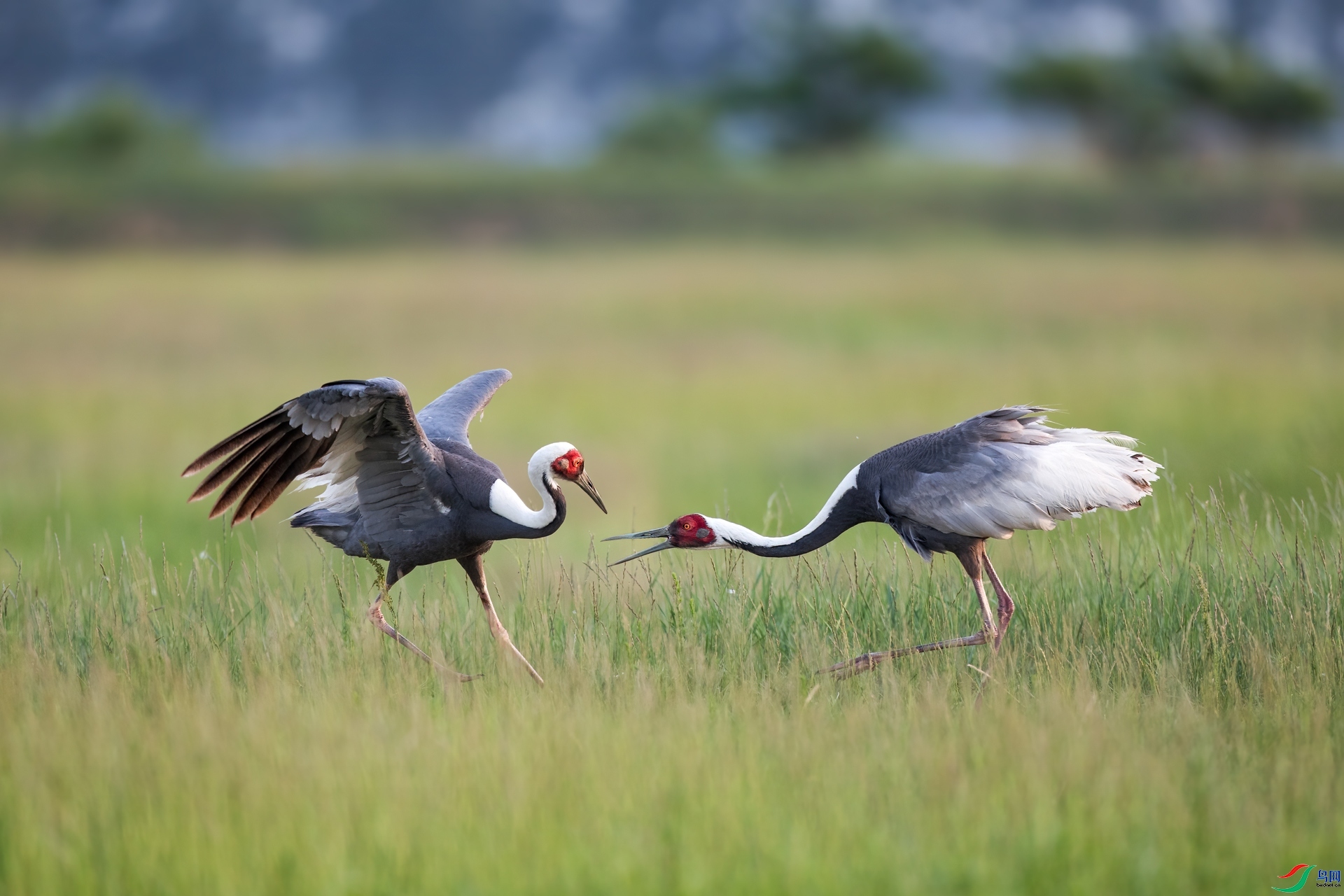 8.26����̰����ʦ��Ʒ   �ǳ� ��ף���ٻ��Ա������.jpg