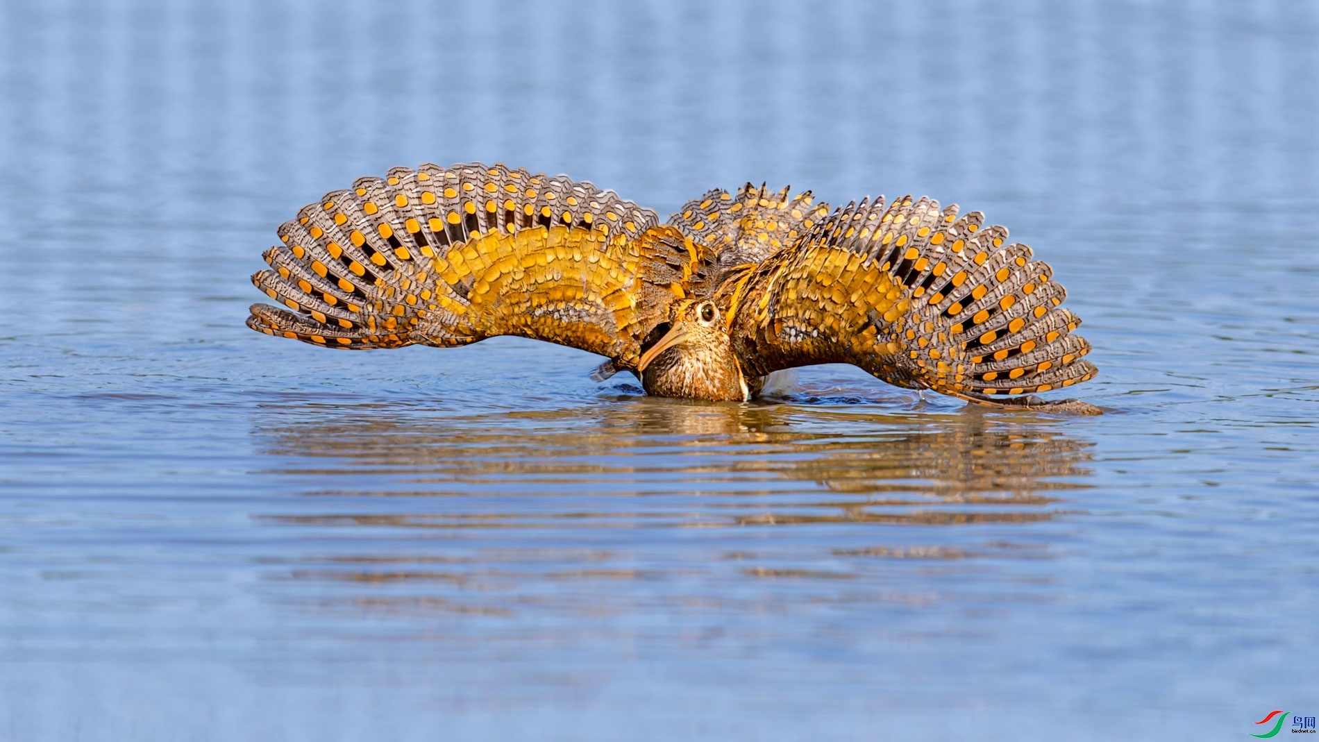 8.28ɽɽɽ��ʦ��Ʒ   �������ƣ�ף���ٻ���Ӱʦ������.jpg