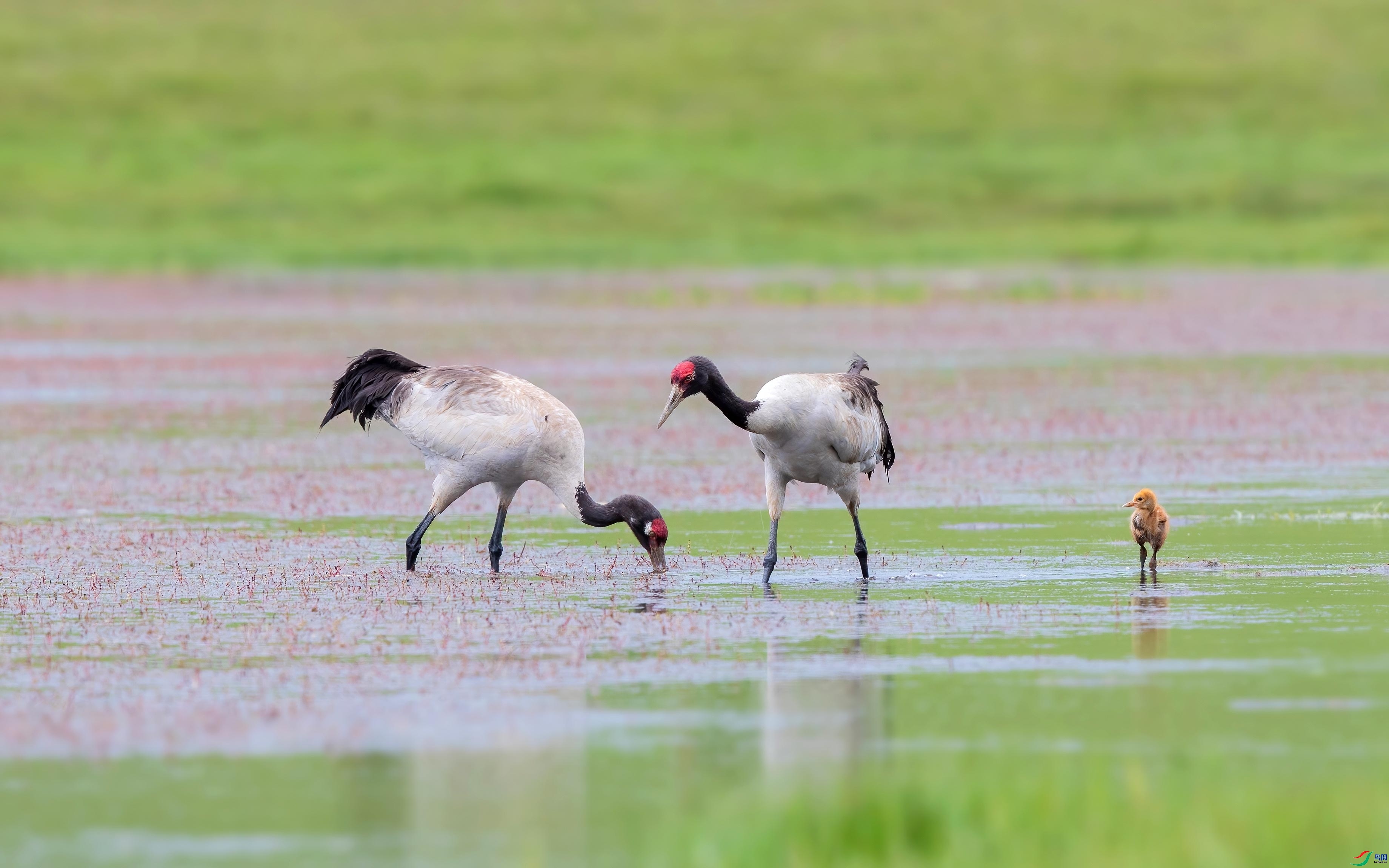 8.31�ɶ��Ͻ���ʦ��Ʒ   һ���ˣ�ף���ٻ����������.jpg