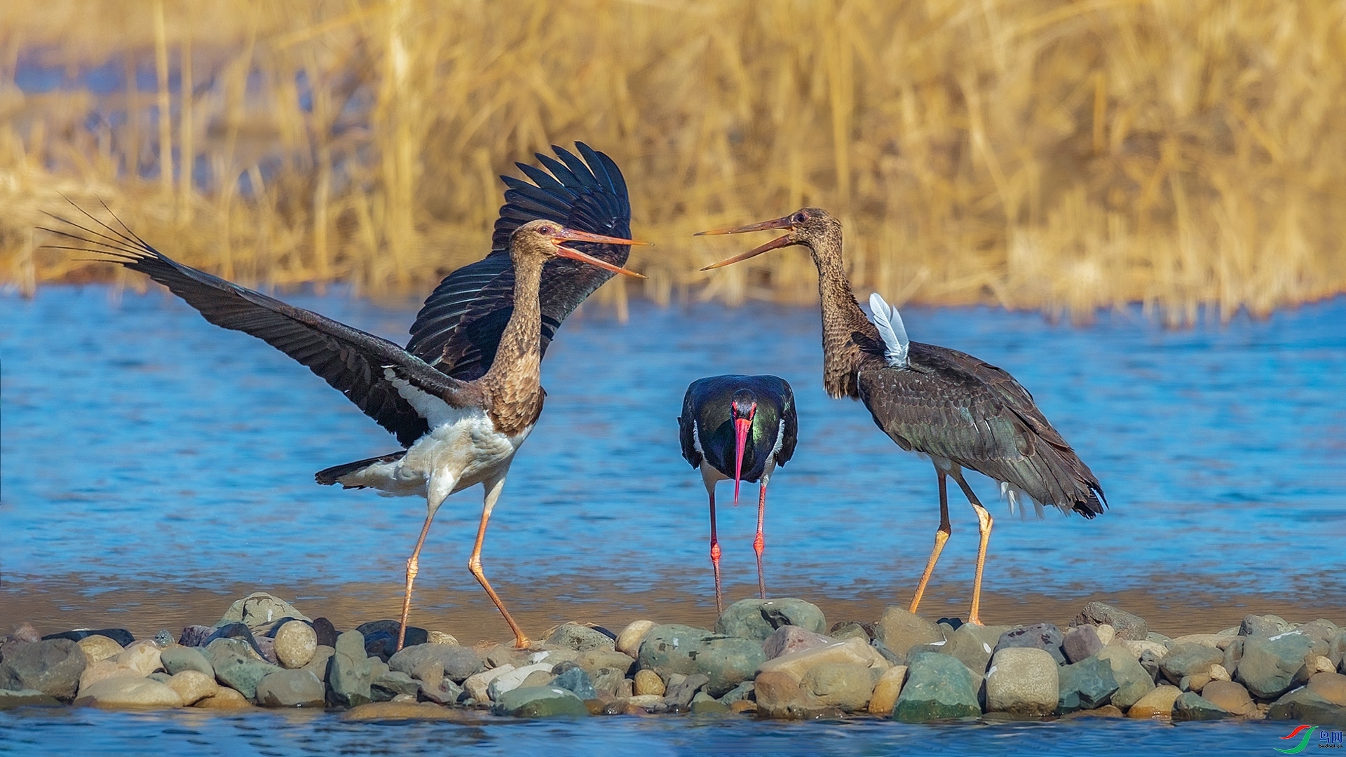 9.1�ƽ�Ҷ��ʦ��Ʒ   ���١�������Դ� ��ף���ٻ����Ѿ�����.jpg