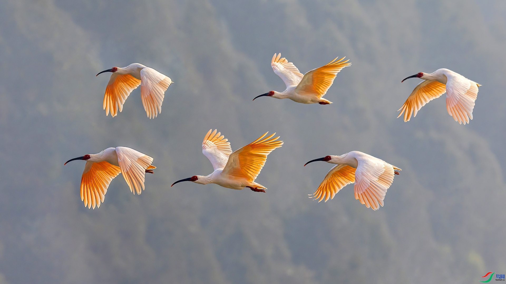 9.4��������ʦ��Ʒ   ���� ��ף���ٻ����������.jpg