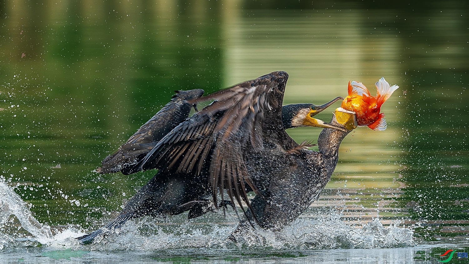 9.5��Ȼ��Ȼ��ʦ��Ʒ   �������� ��ף���ٻ��Ա������.jpg