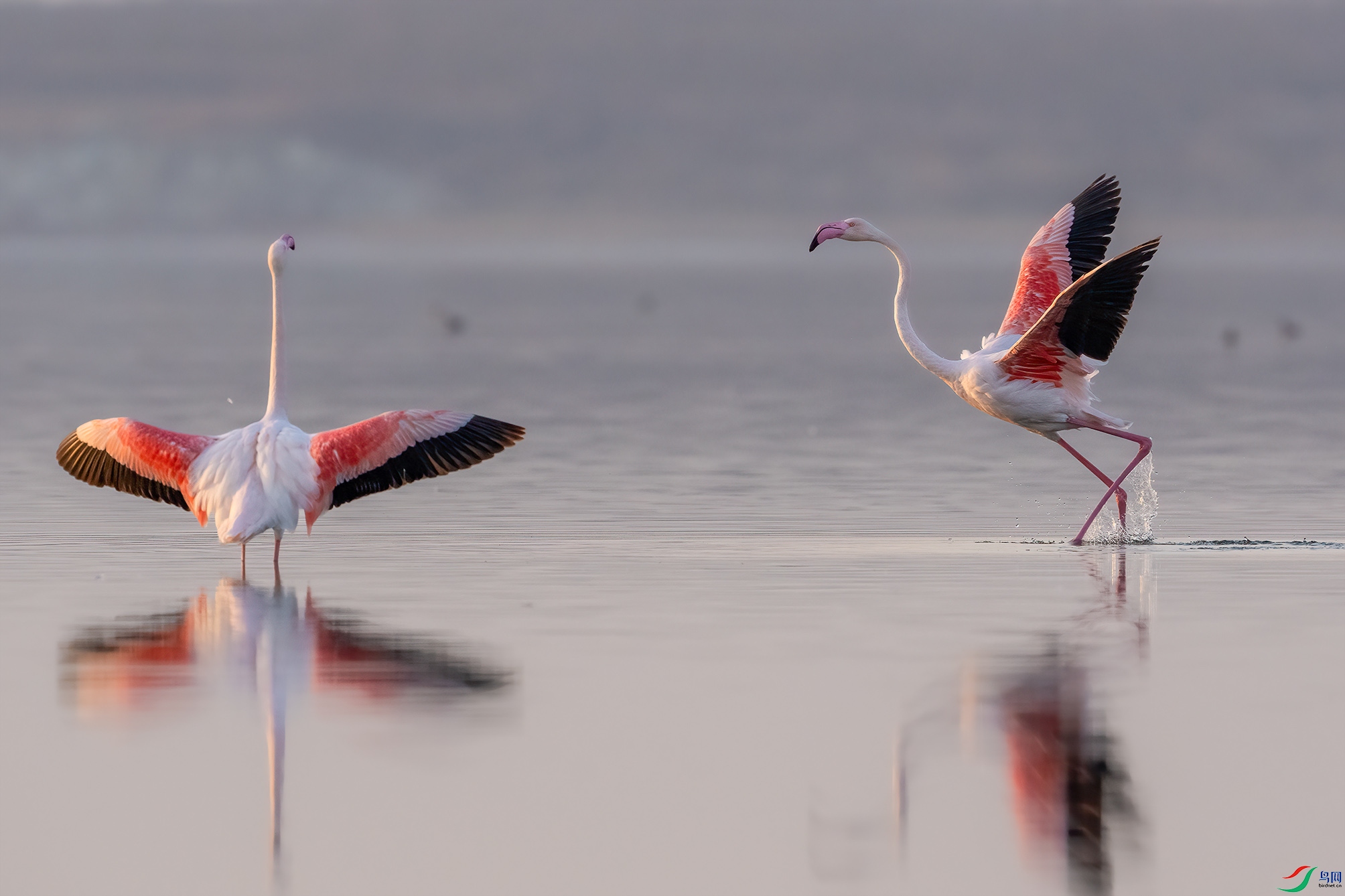 DSC06590-X ����.jpg