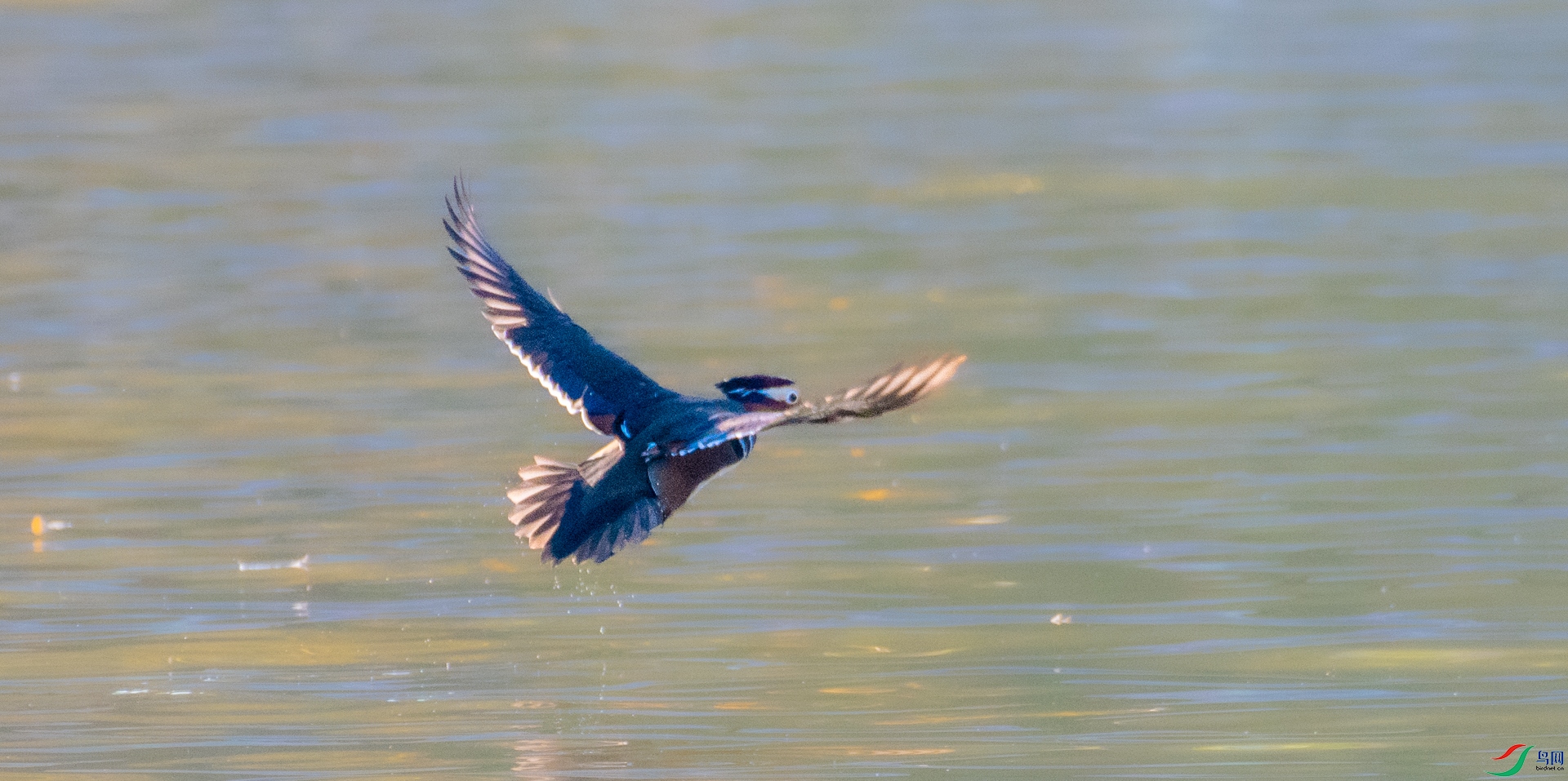 DSC_6565.jpg