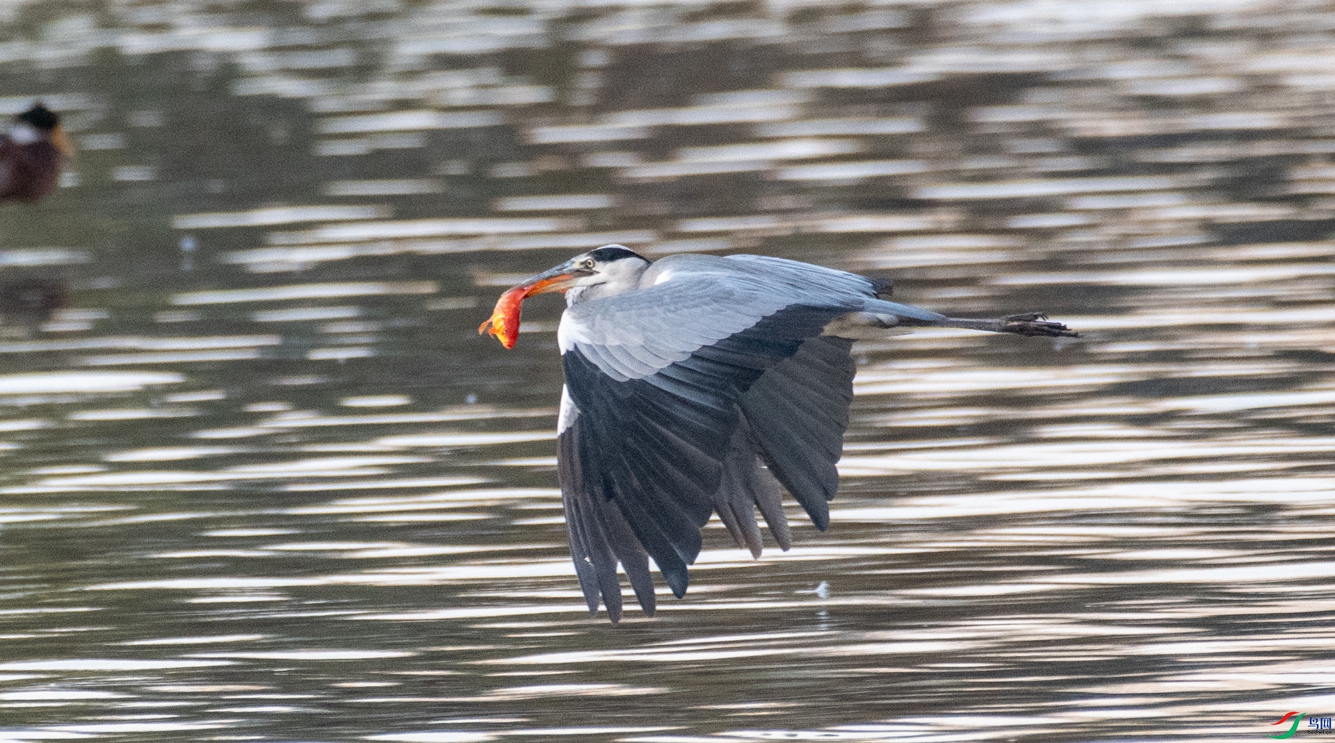 DSC_6608.jpg