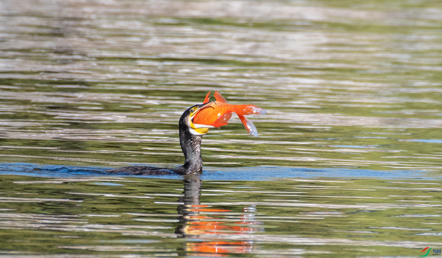 DSC_6004.jpg