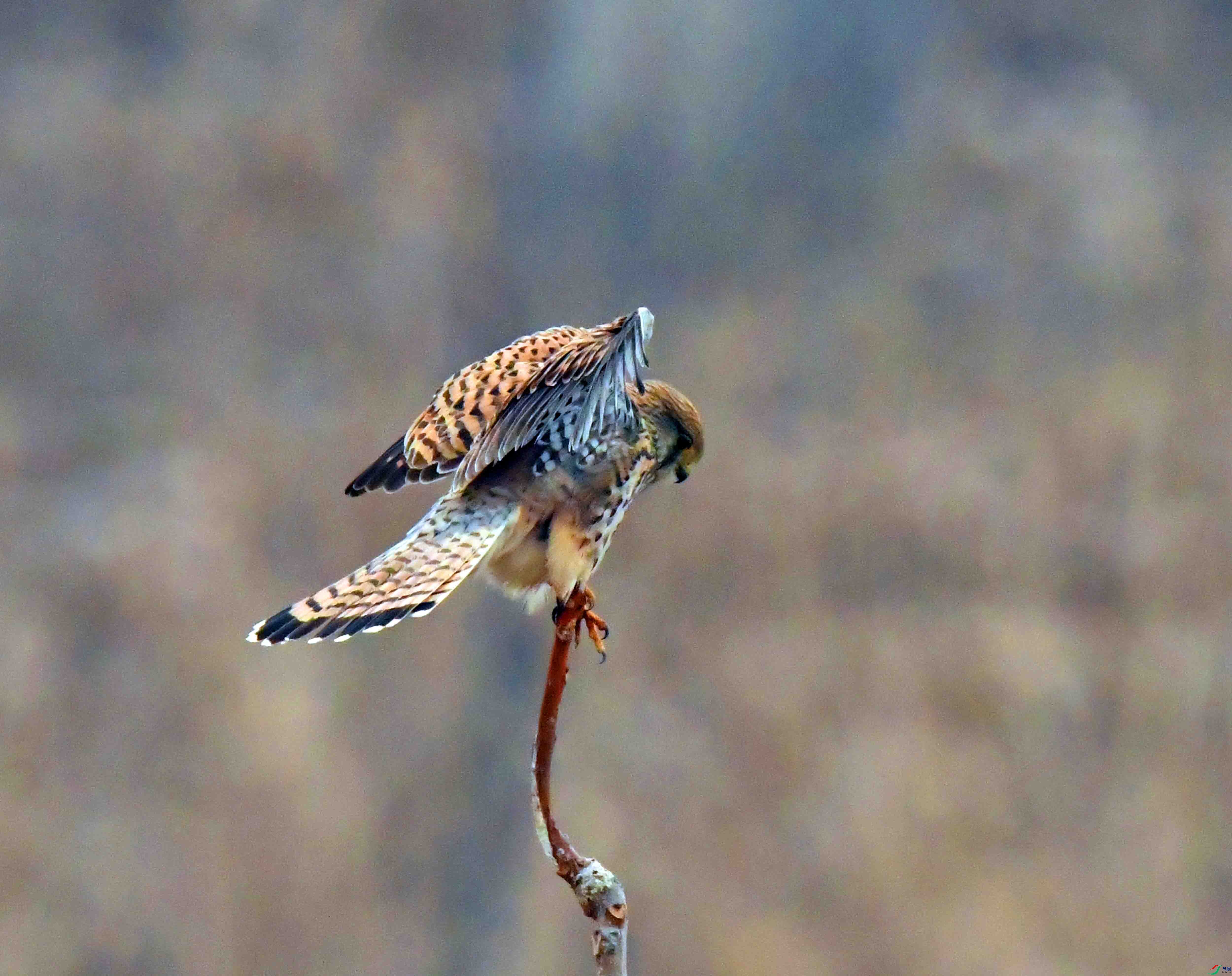 DSC_3863.JPG