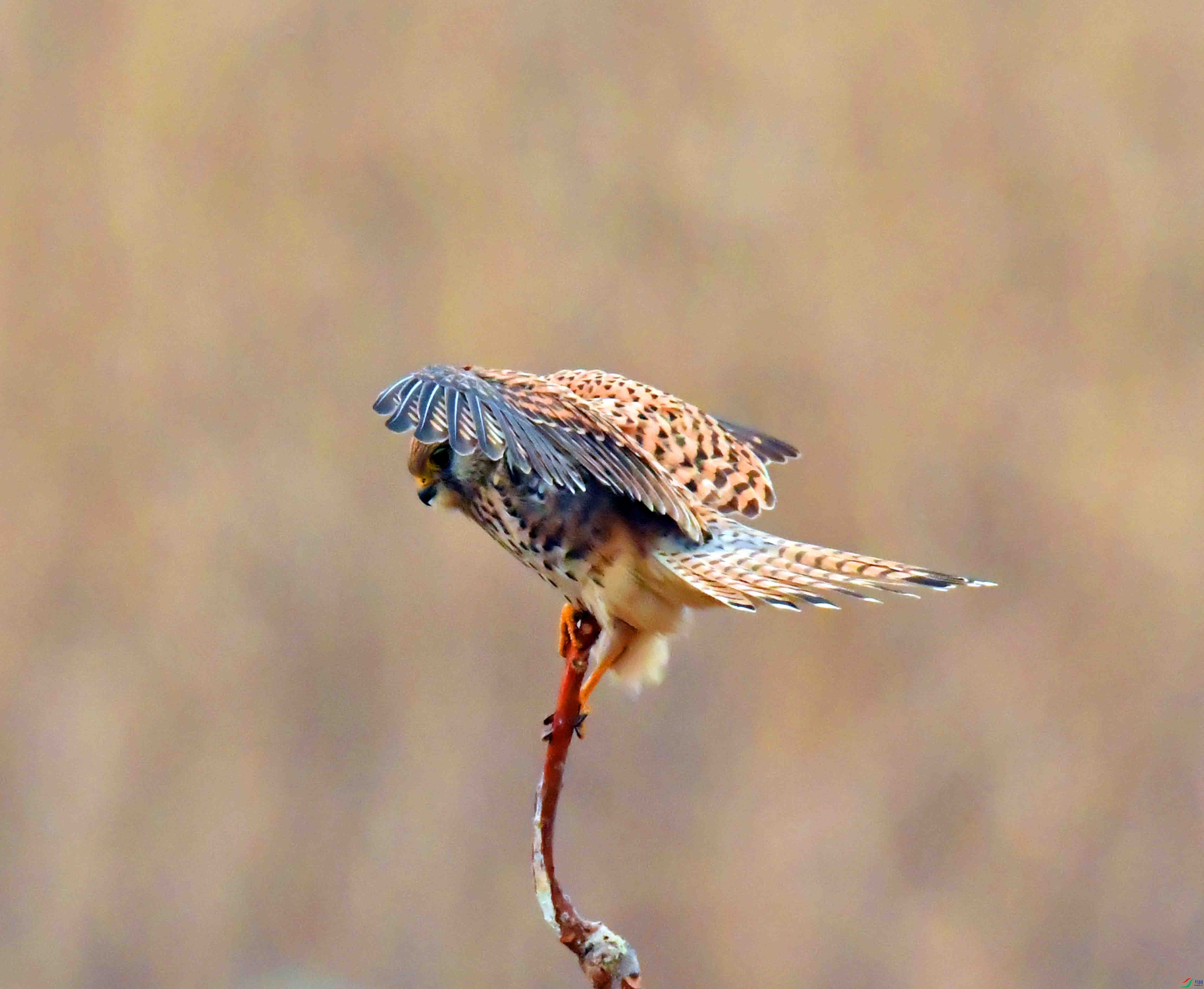 DSC_3906.JPG