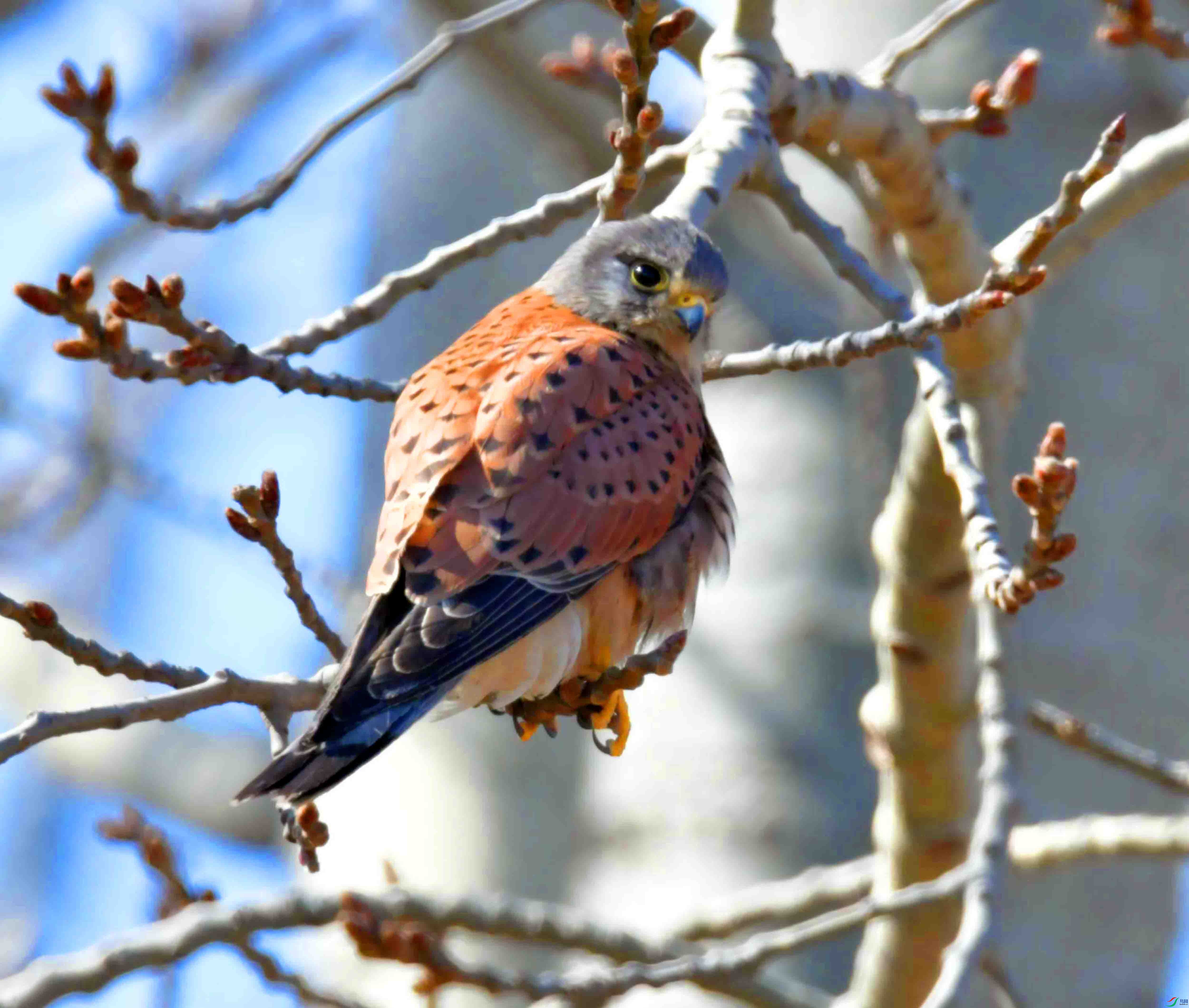 DSC_7555.JPG