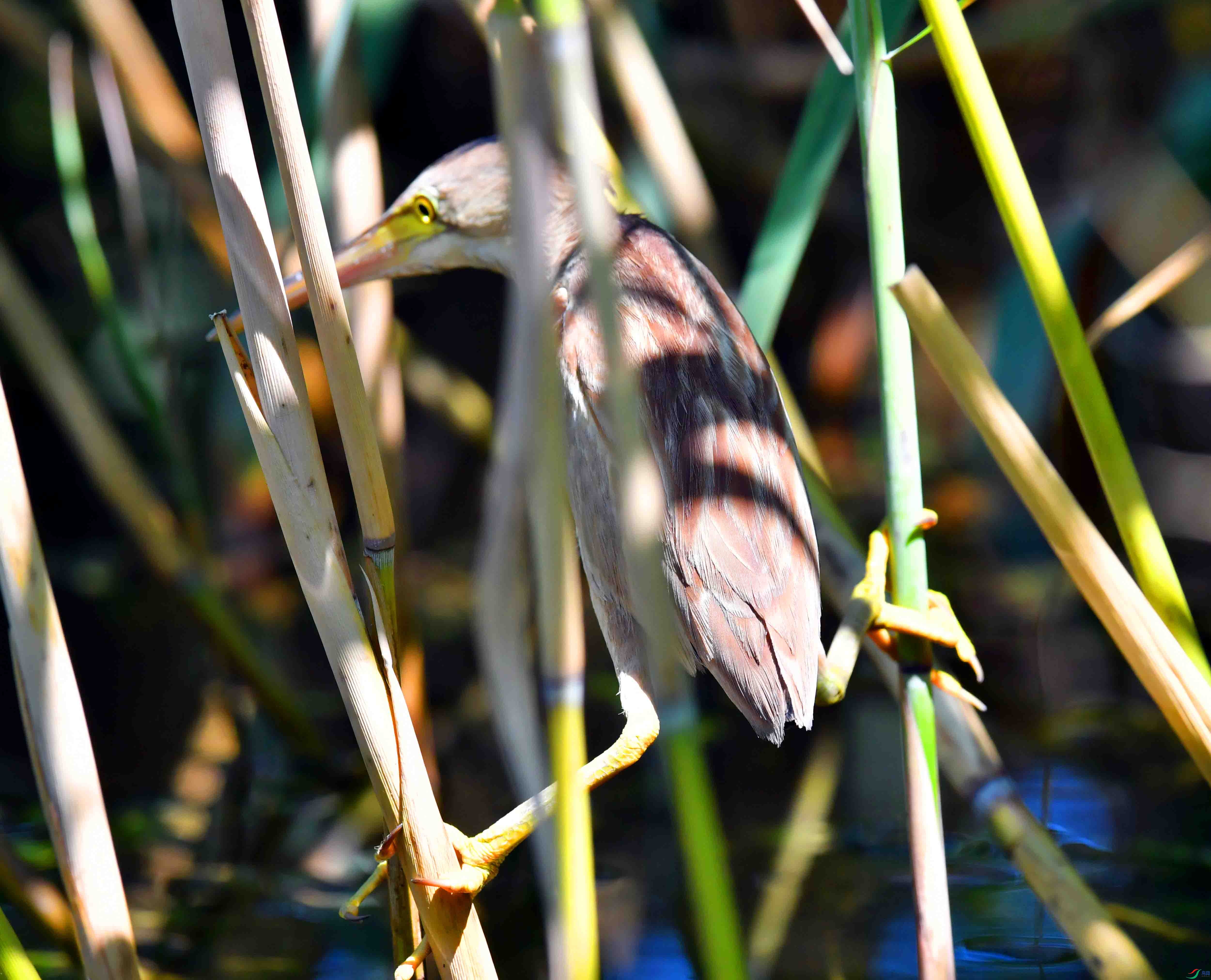 DSC_4472.JPG
