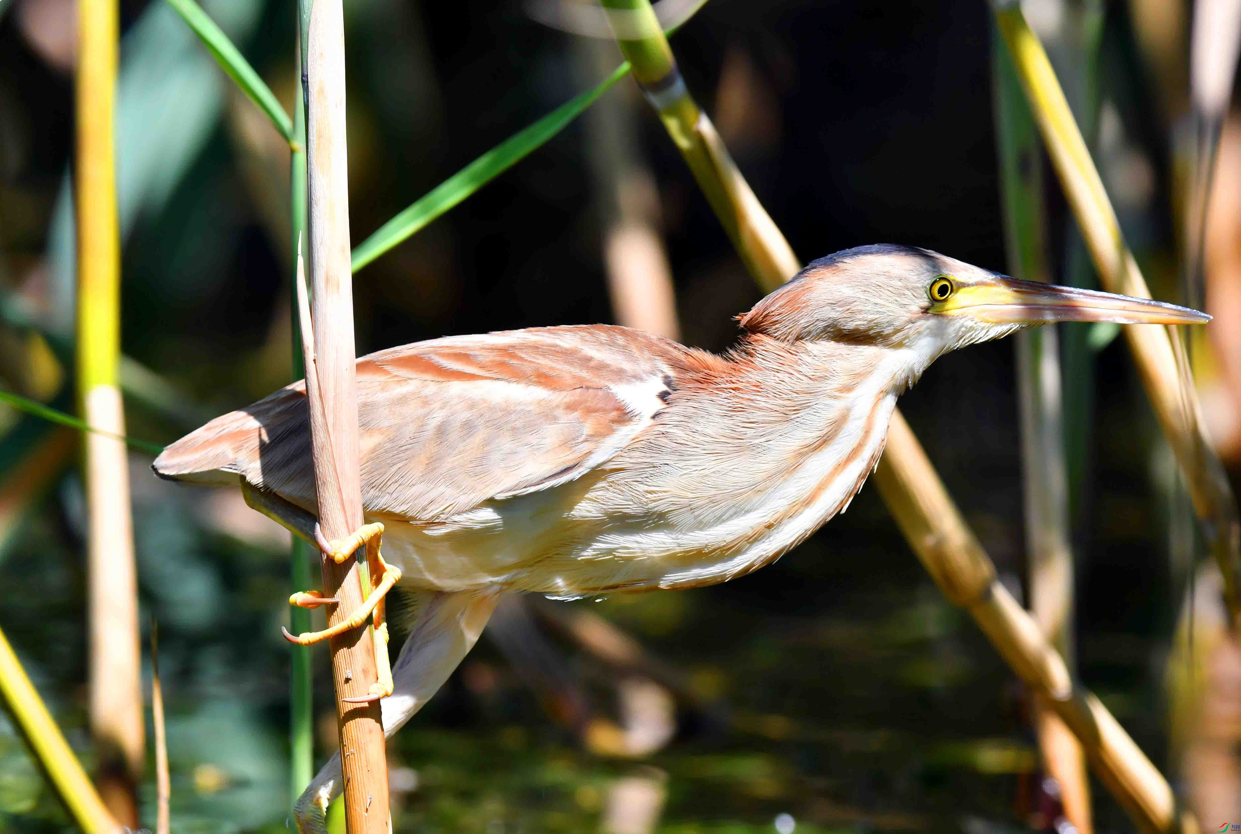DSC_4489.JPG