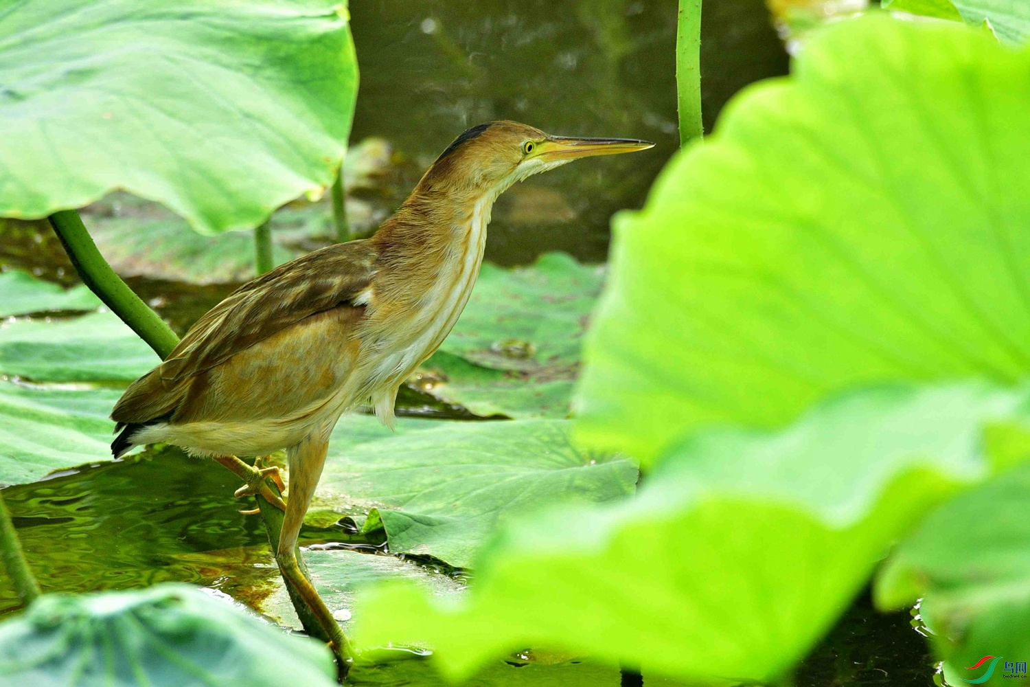 DSC_8741.jpg