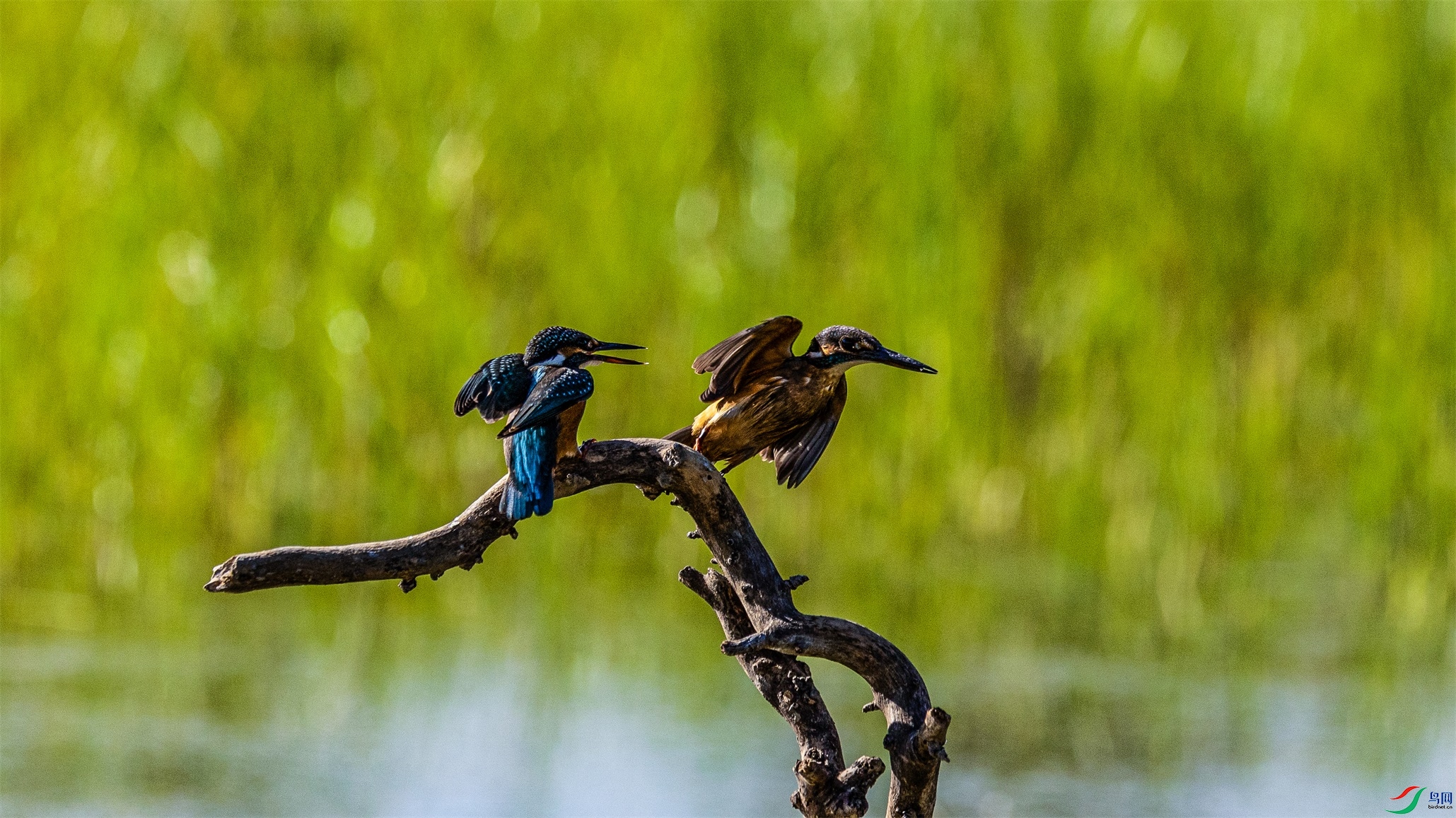 1K3A4668 ����1.jpg