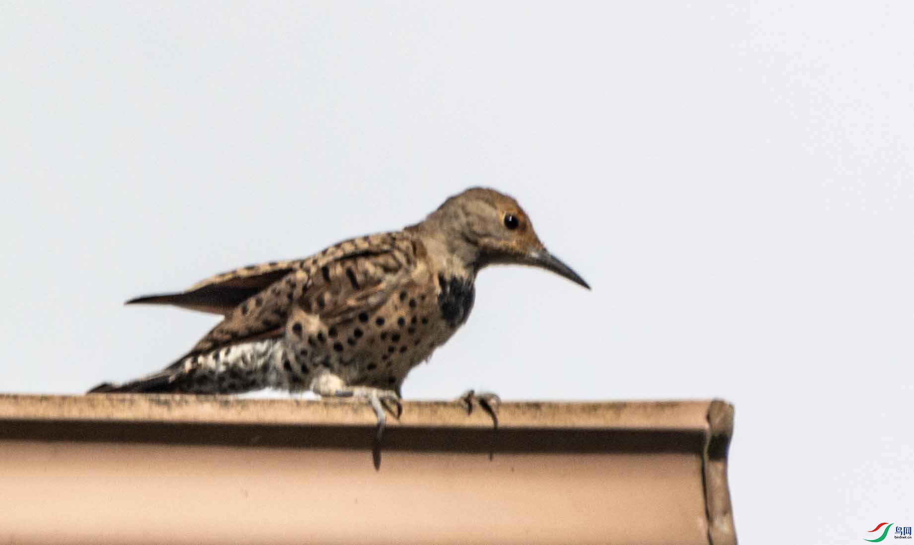 DSC_0536 ����.jpg